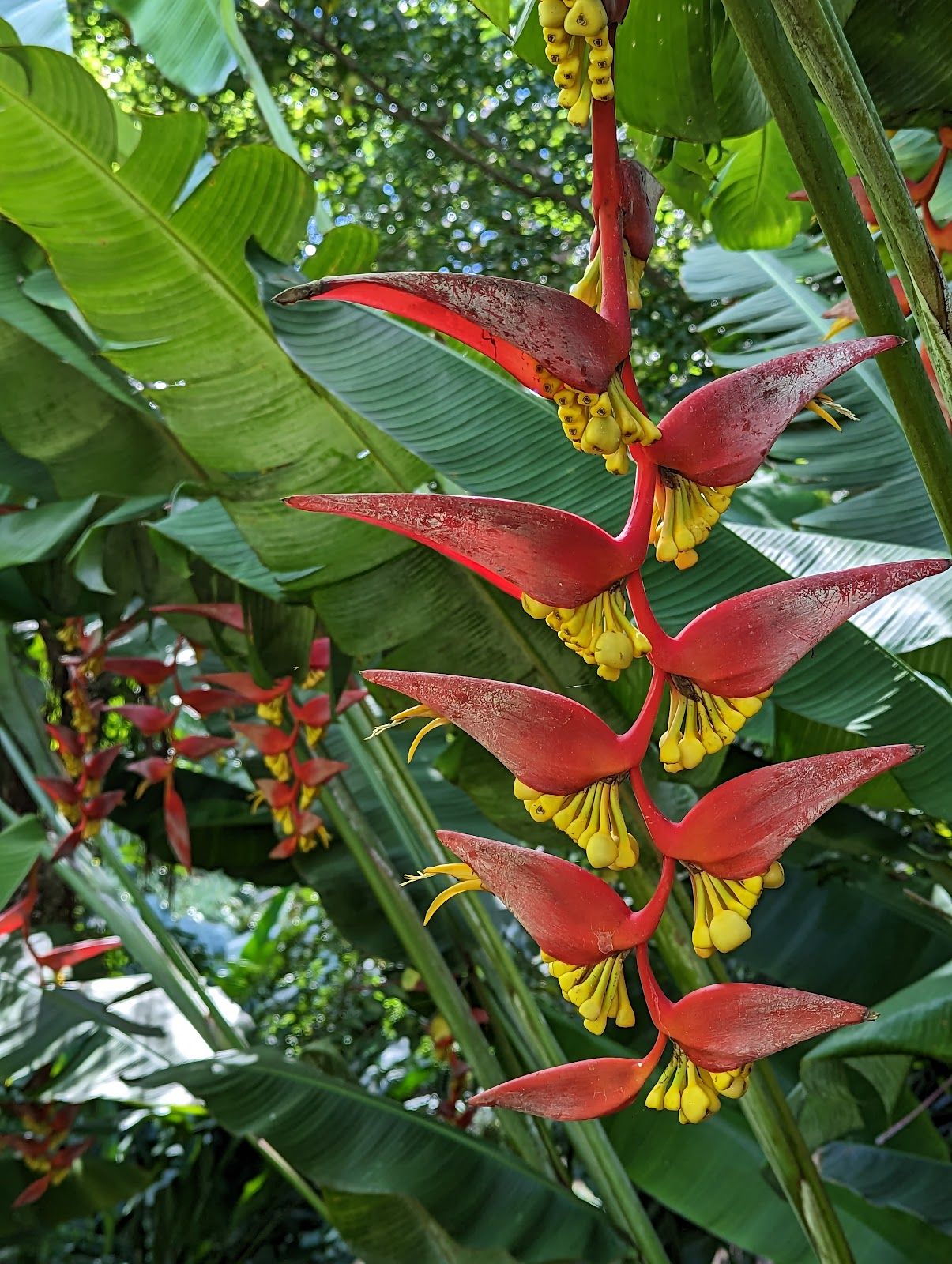 Photo 6 of Wahiawā Botanical Garden in Wahiawā, Oahu