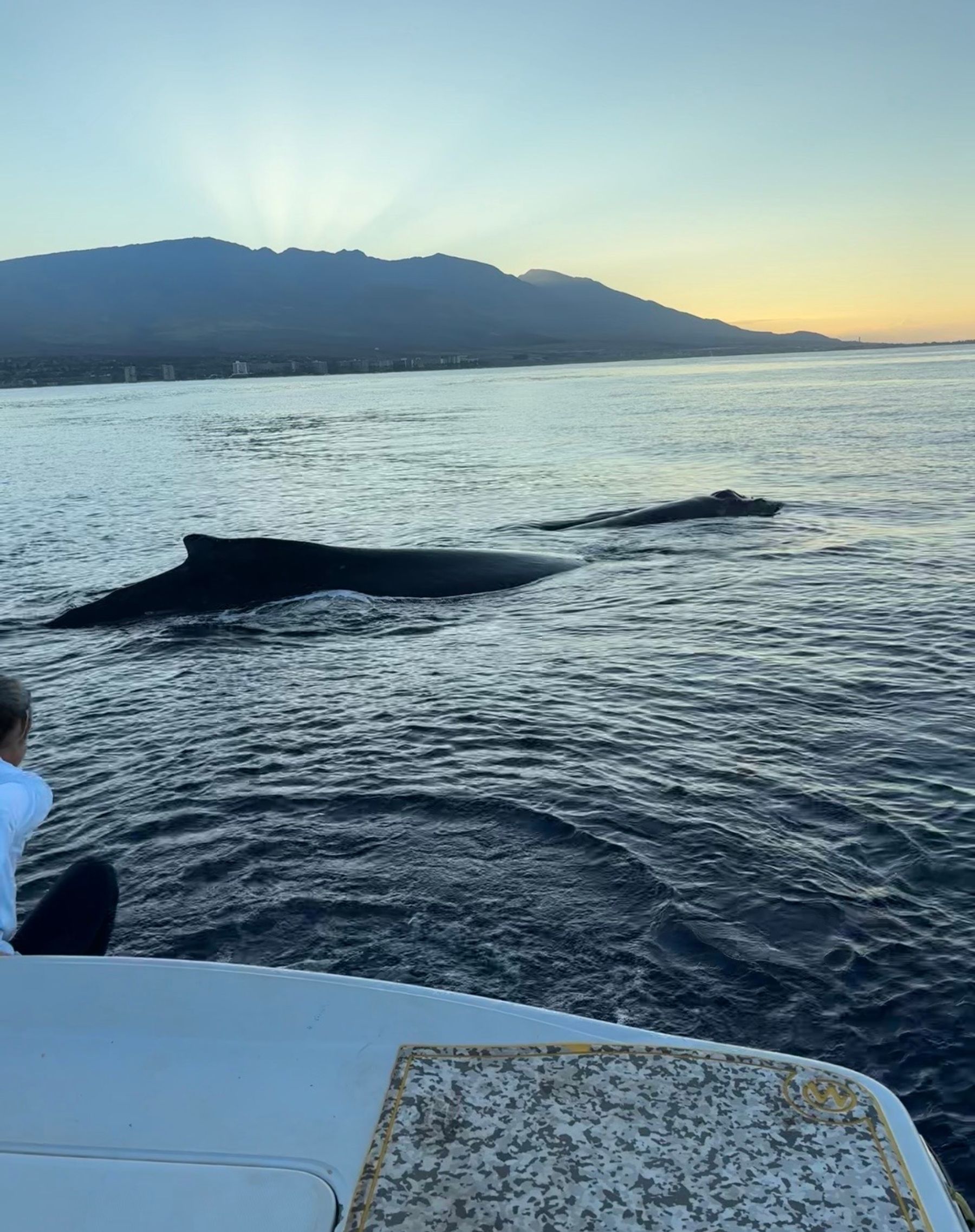 Photo 8 of Maui Whale Adventures in Kāʻanapali, Maui