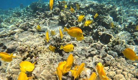 a school of yellow tang