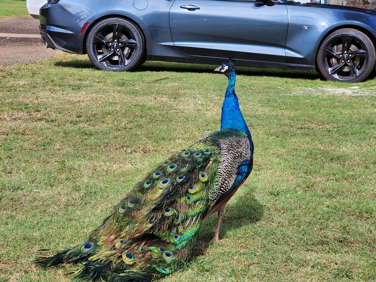 Smith Family Garden Luau in Kapaʻa, Kaua‘i photo 3