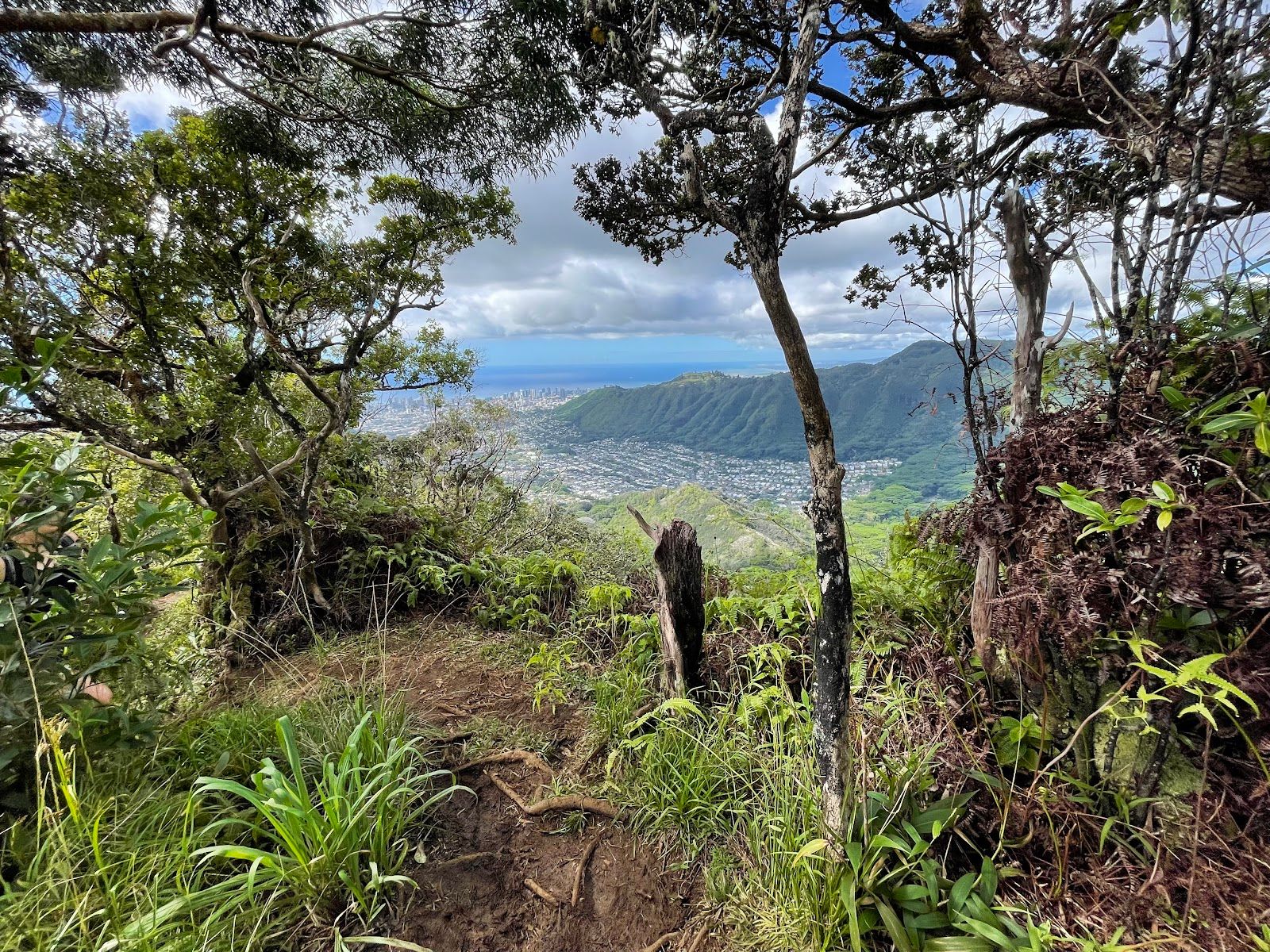Photo 8 of Waʻahila Ridge State Recreation Area in Mānoa, Makiki & Nuʻuanu, Oahu