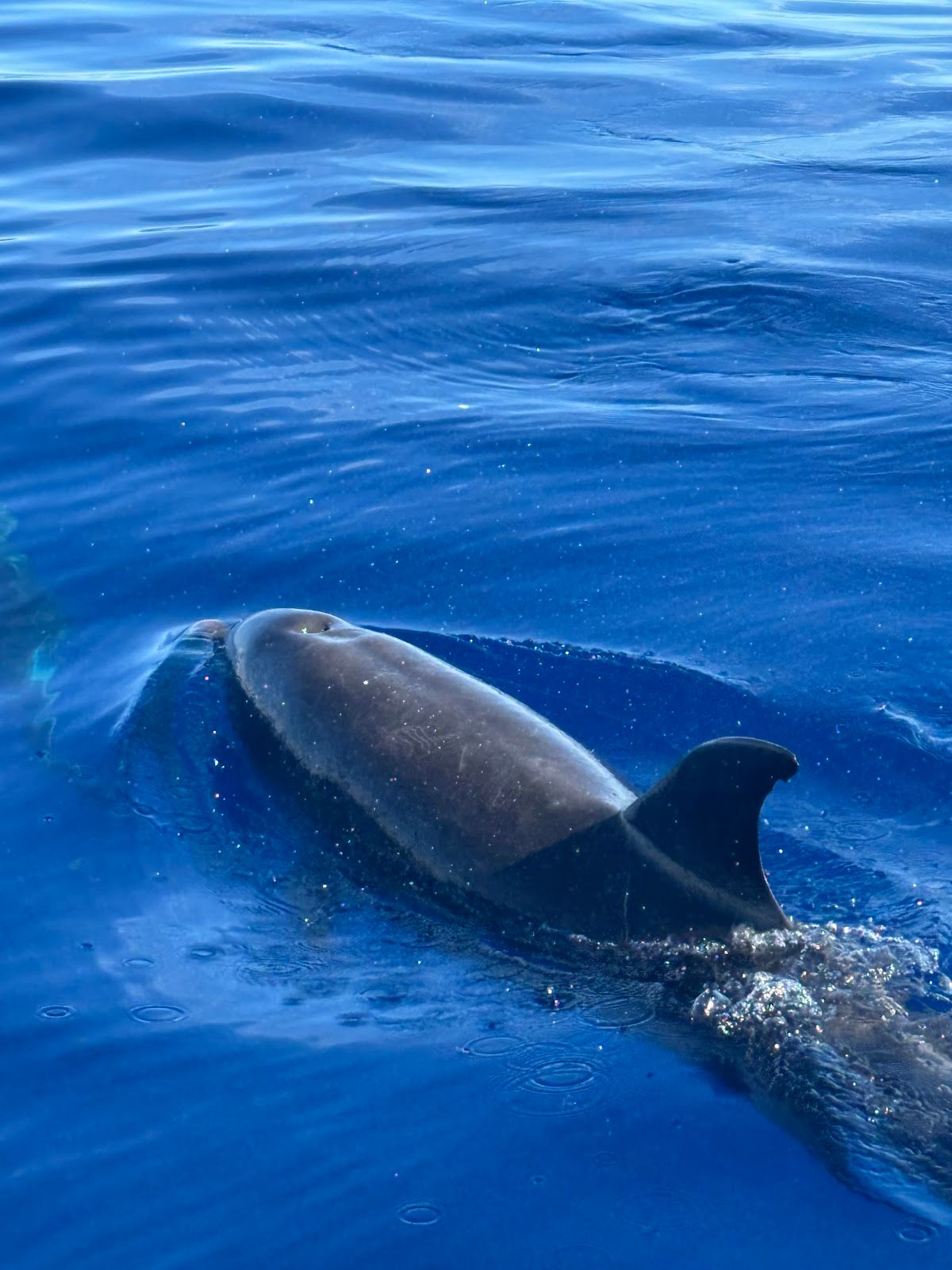 Photo 2 of Captain Zodiac in Kailua-Kona, Big Island