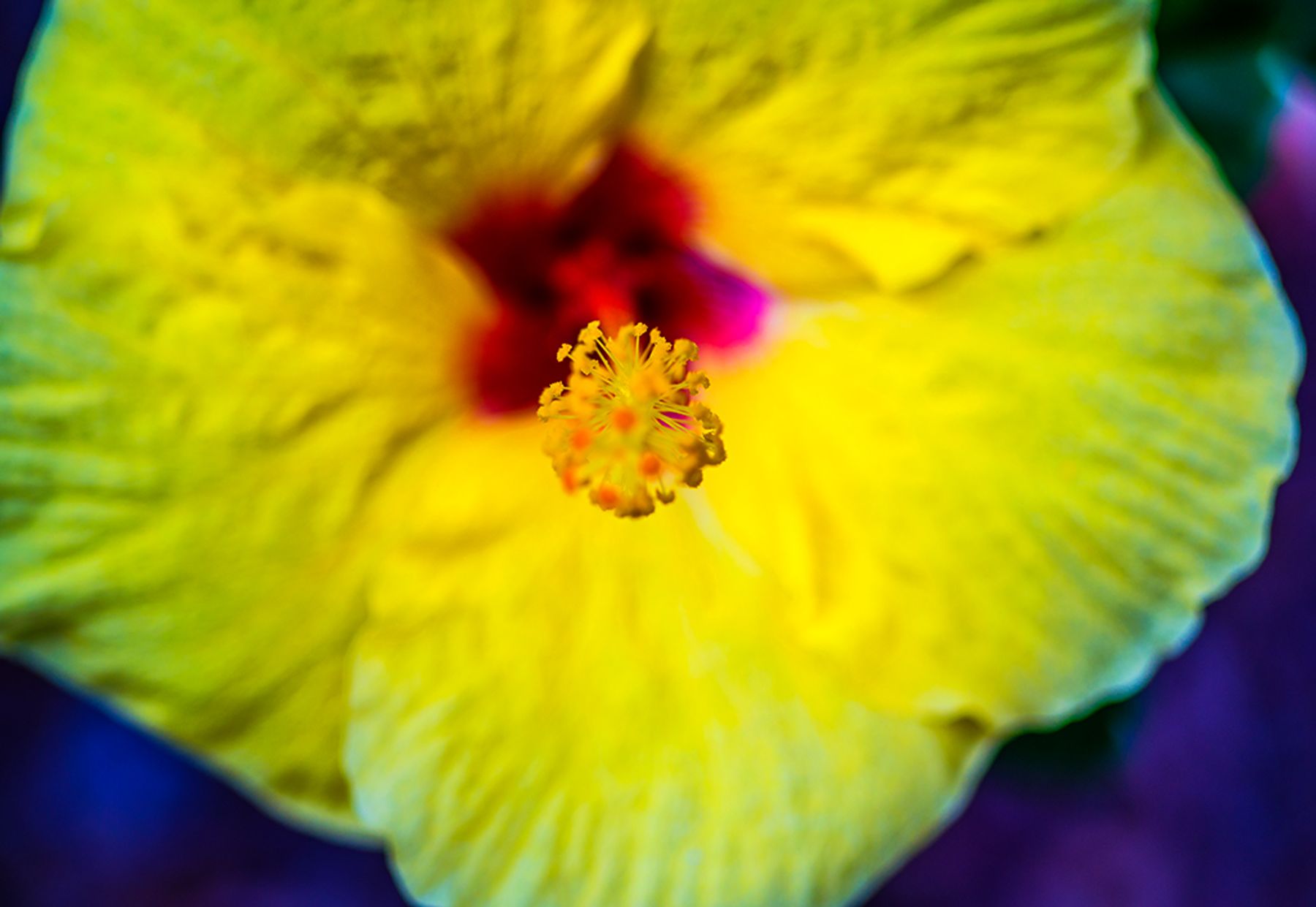 Close-up macro of a yellow hibiscus with the stamen in focus and petals softly blurred around it
