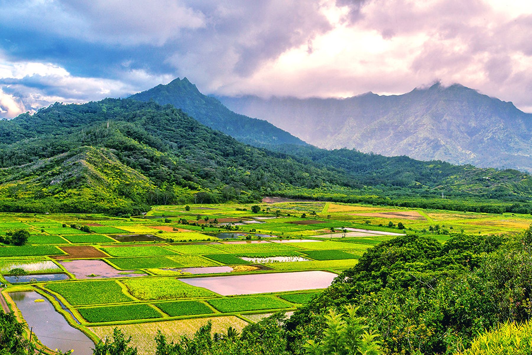 Patchwork taro fields with reflective ponds in Hanalei Valley, backed by misty green mountains and glowing clouds