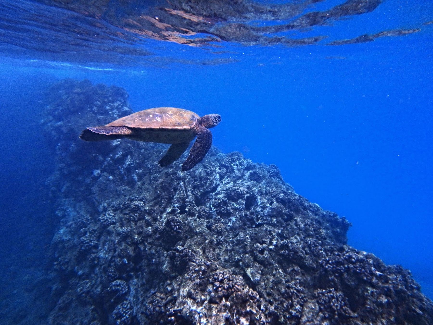 Photo 8 of Black Rock Beach in Kāʻanapali, Maui