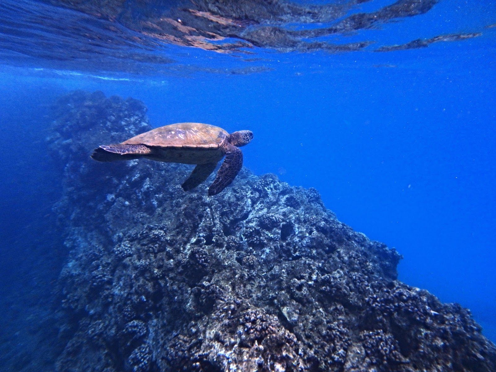 Photo 8 of Black Rock Beach in Kāʻanapali, Maui