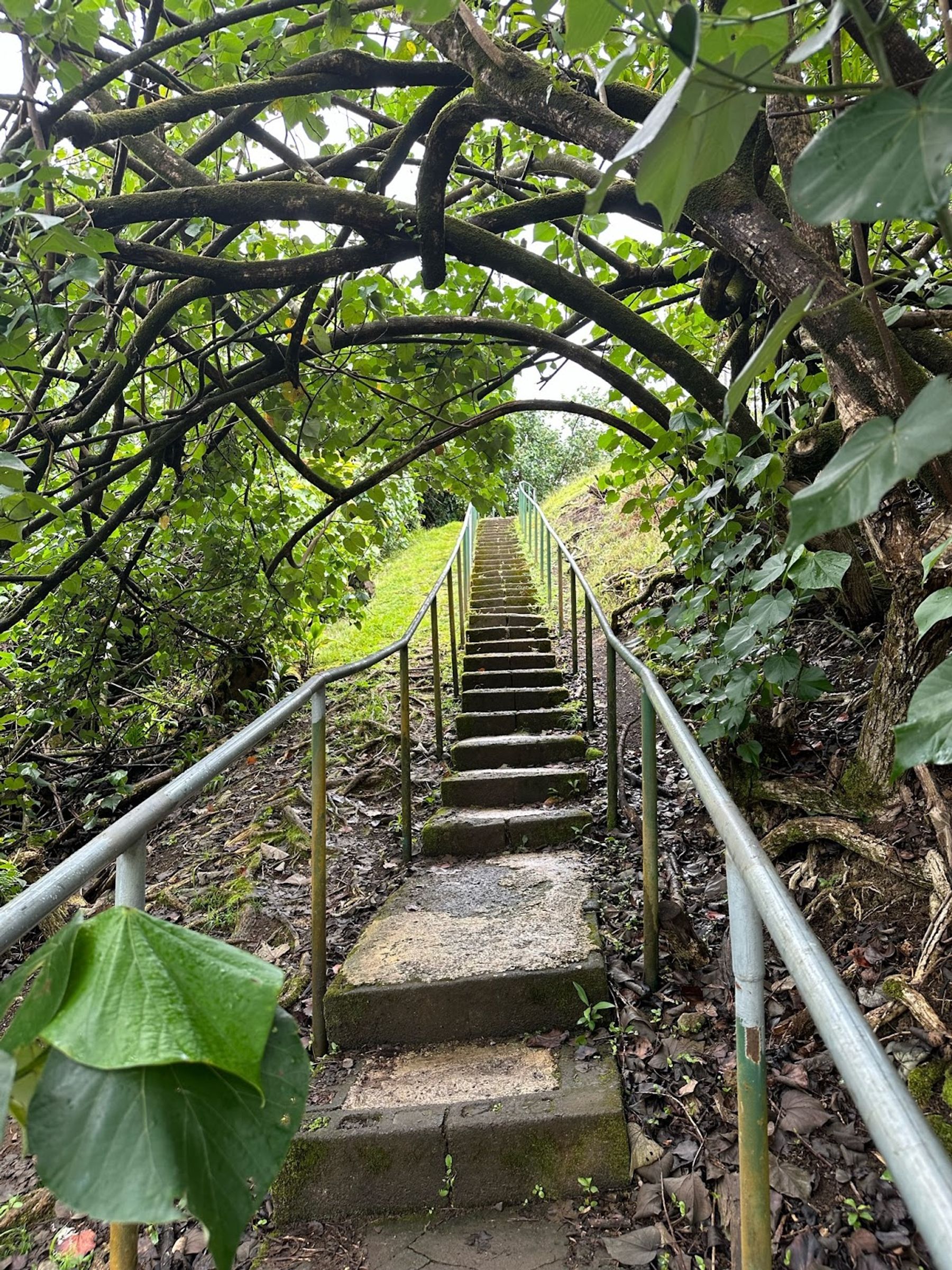 Photo 8 of Wailua Valley Lookout in Keʻanae-Nāhiku, Maui