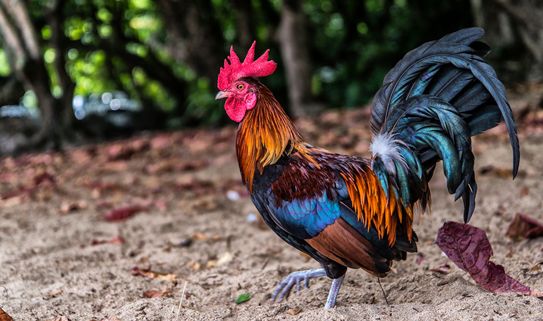 Colorful rooster with red comb standing on sandy ground with blurred green trees behind
