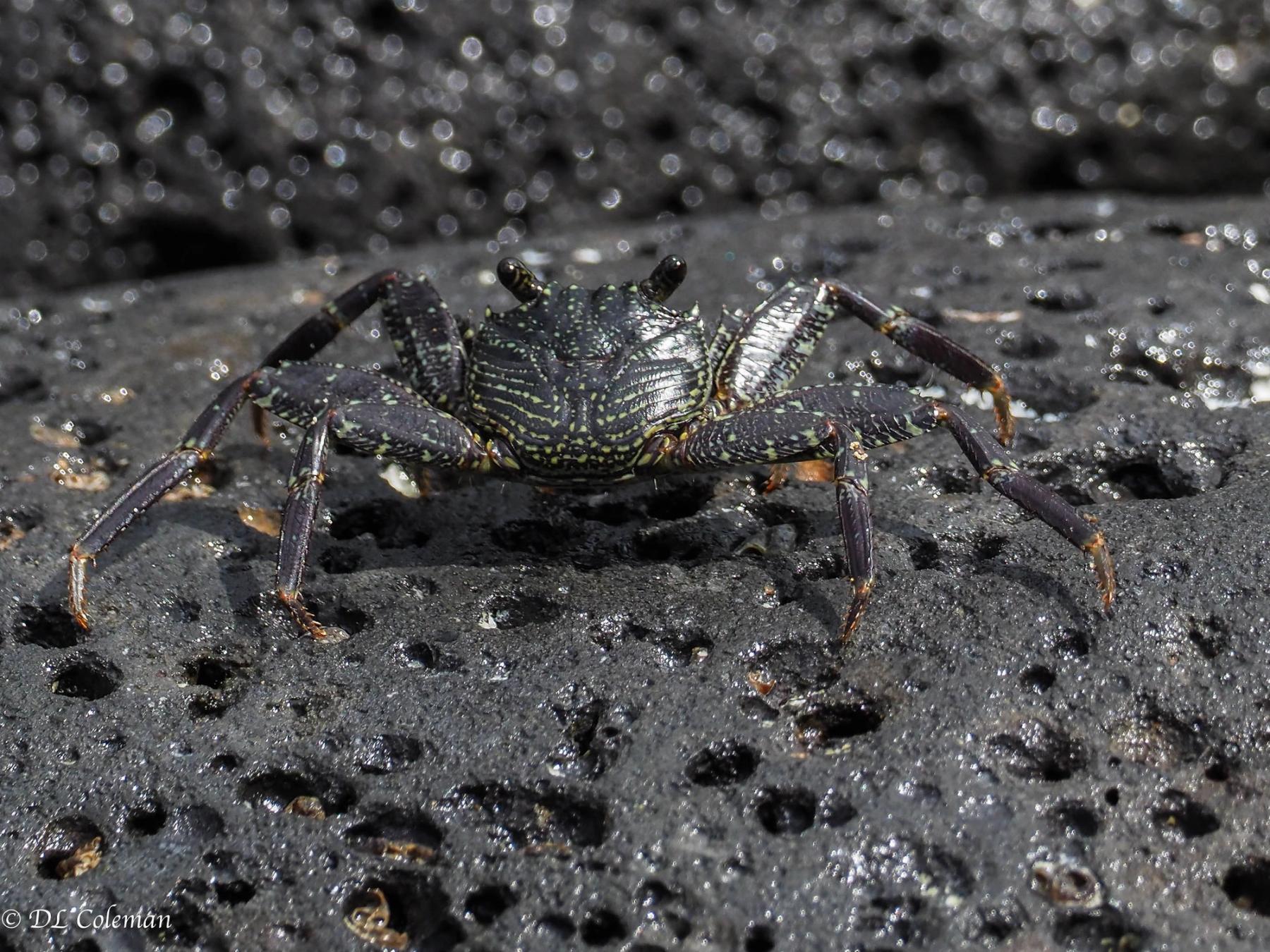 Thin-shelled black crab on pitted black lava rock with sparkling wet highlights