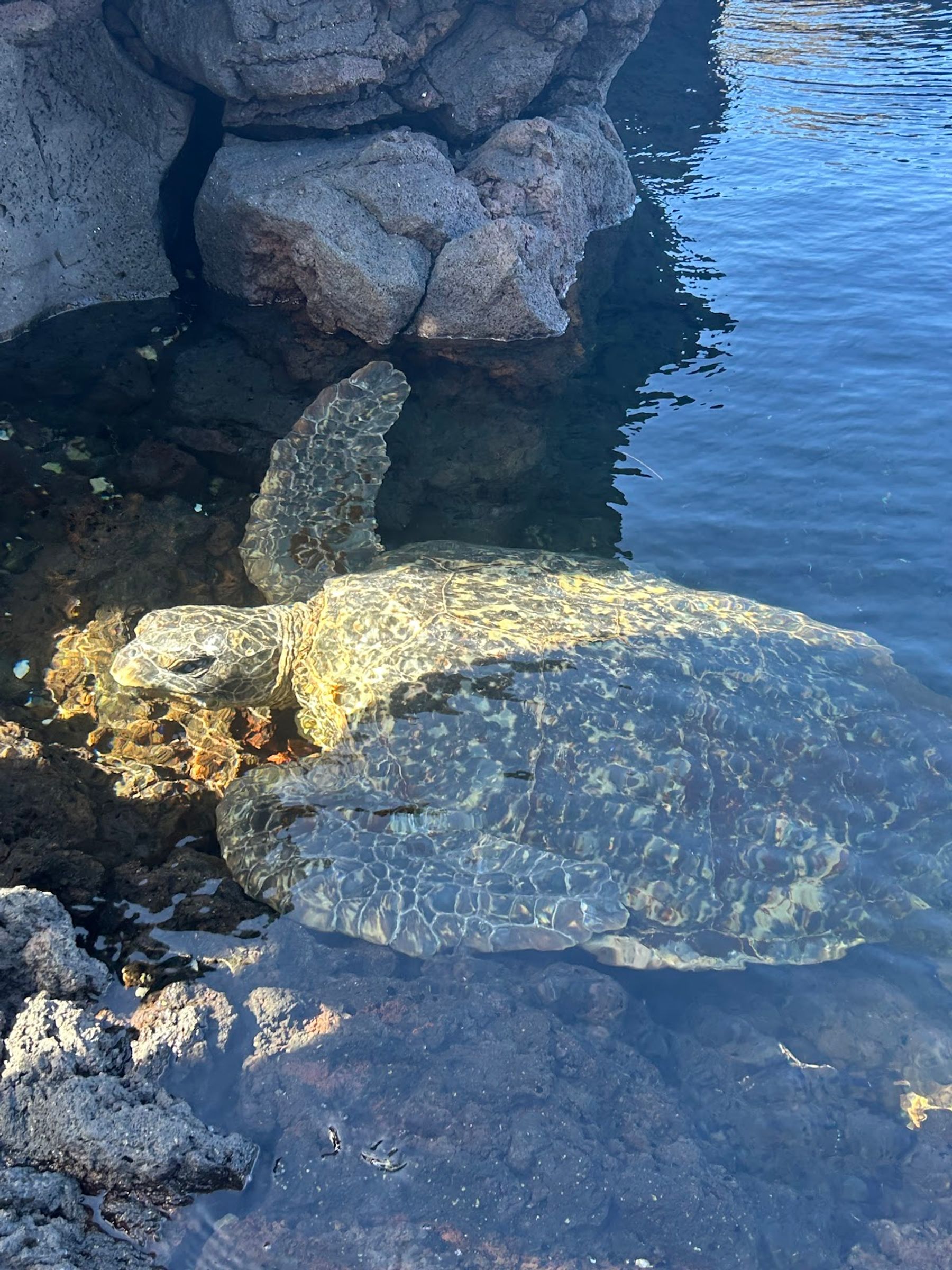 Photo 8 of Makaio Tours Hawaii in Mountain View, Big Island