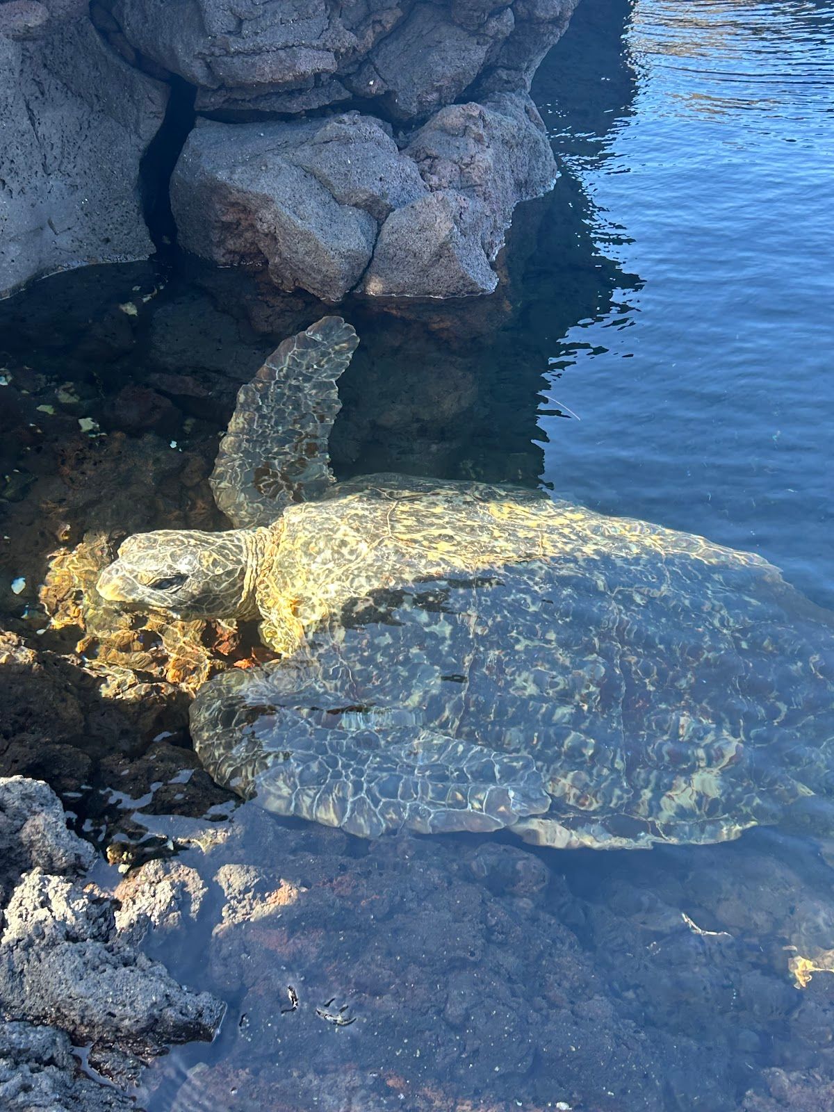 Photo 8 of Makaio Tours Hawaii in Mountain View, Big Island