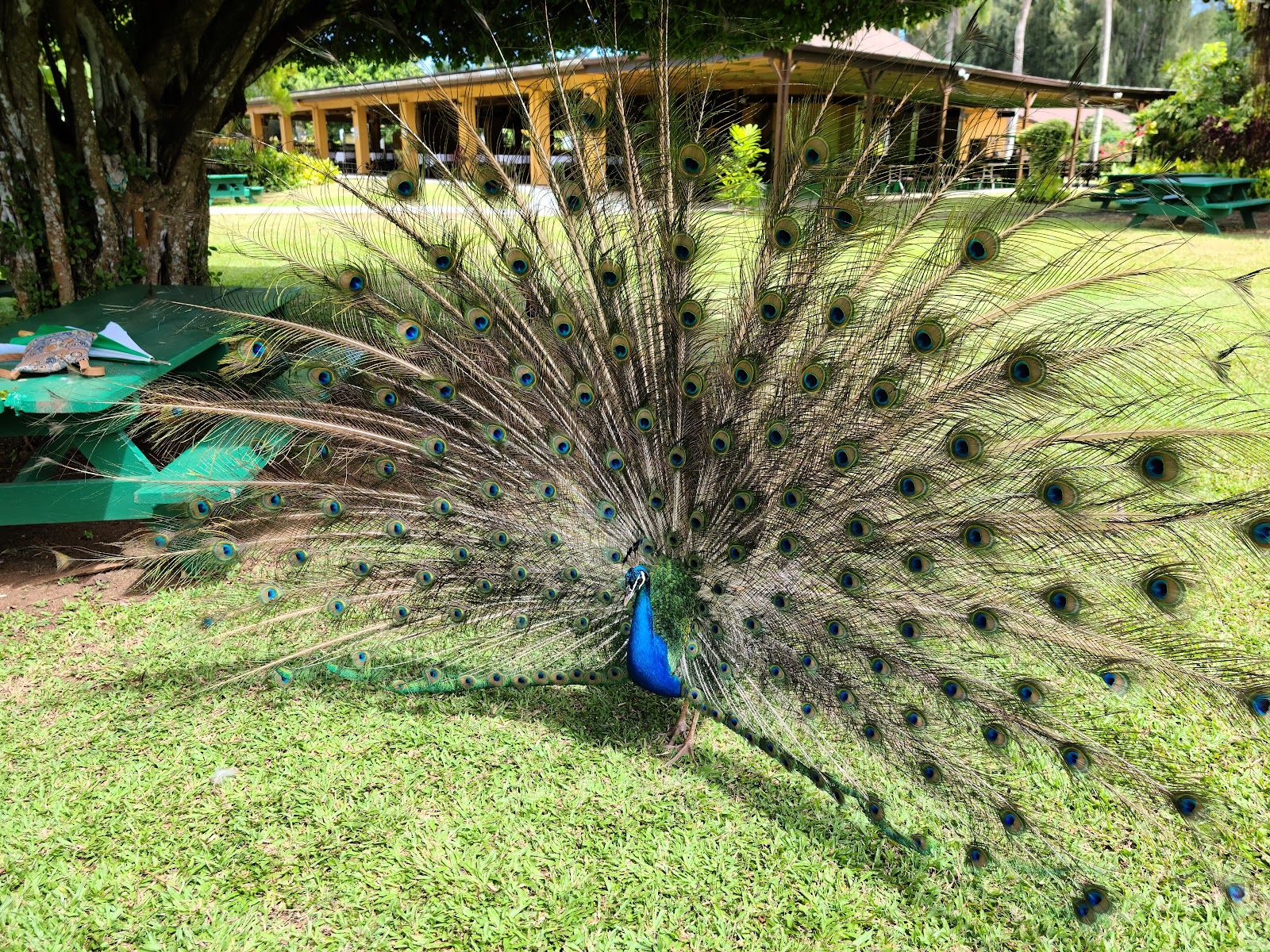 Smith's Tropical Paradise in Kapaʻa, Kaua‘i photo 3