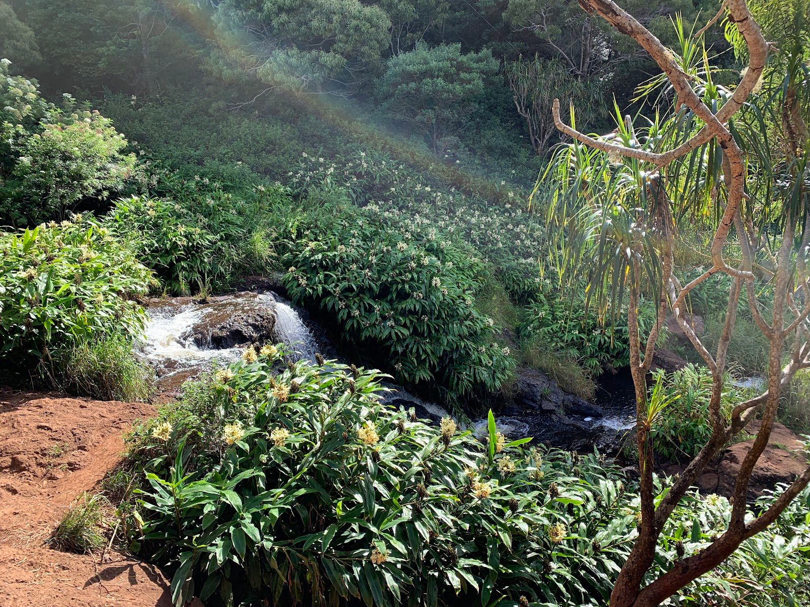 Waimea Canyon Trail in Waimea, Kaua‘i photo 4