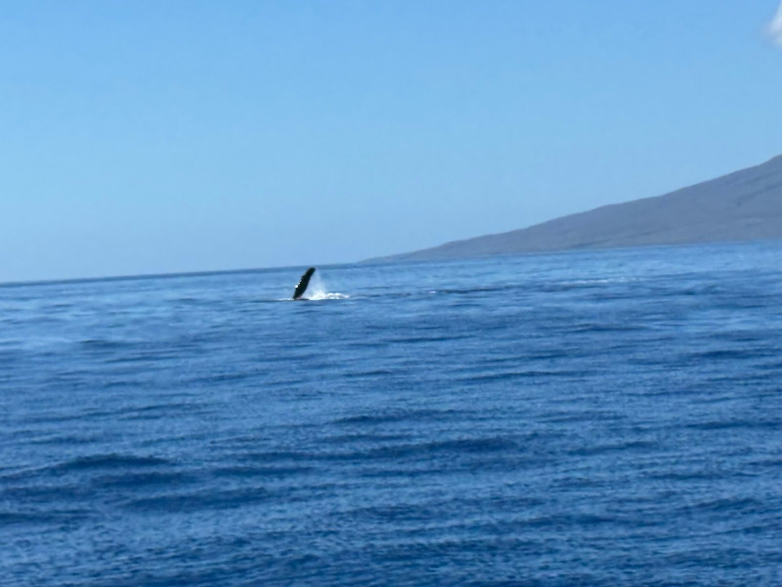 Photo 3 of Gemini Sailing Charters in Kāʻanapali, Maui