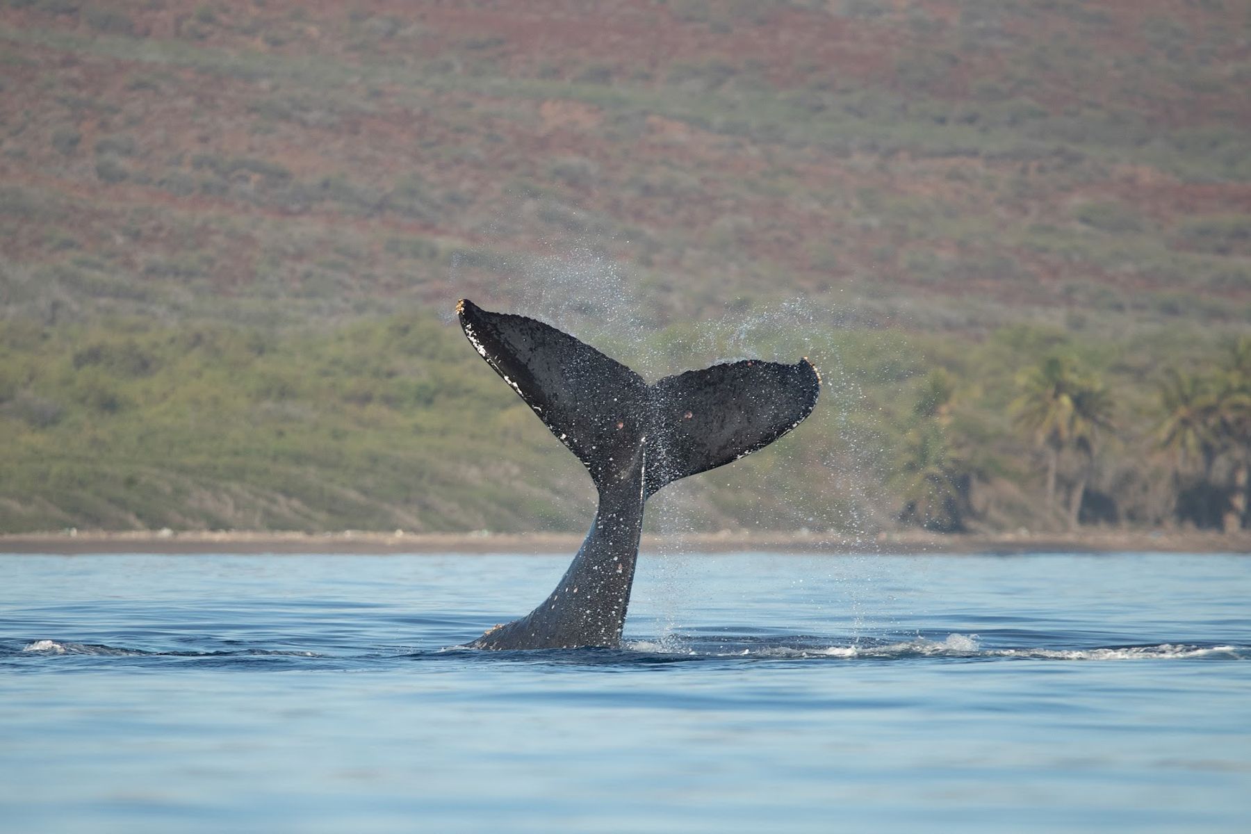 Photo 8 of Quicksilver in Māʻalaea, Maui