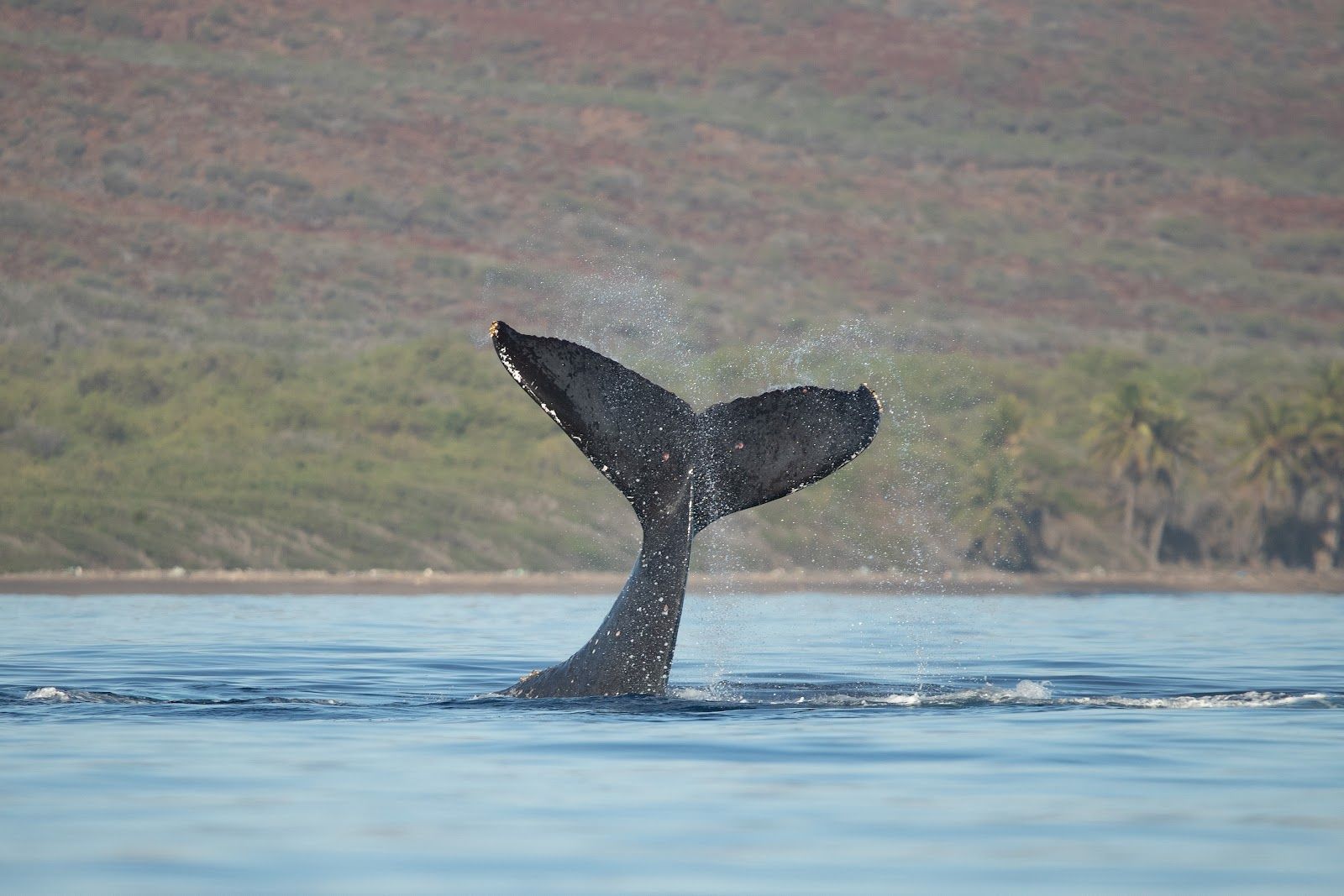 Photo 8 of Quicksilver in Māʻalaea, Maui