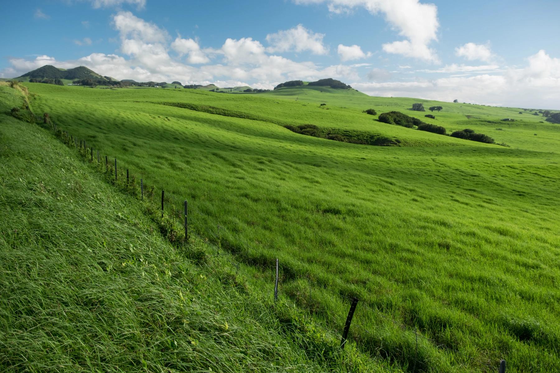 Rolling green pastureland and low hills under a blue sky with scattered clouds in Waimea on Hawaiʻi Island.
