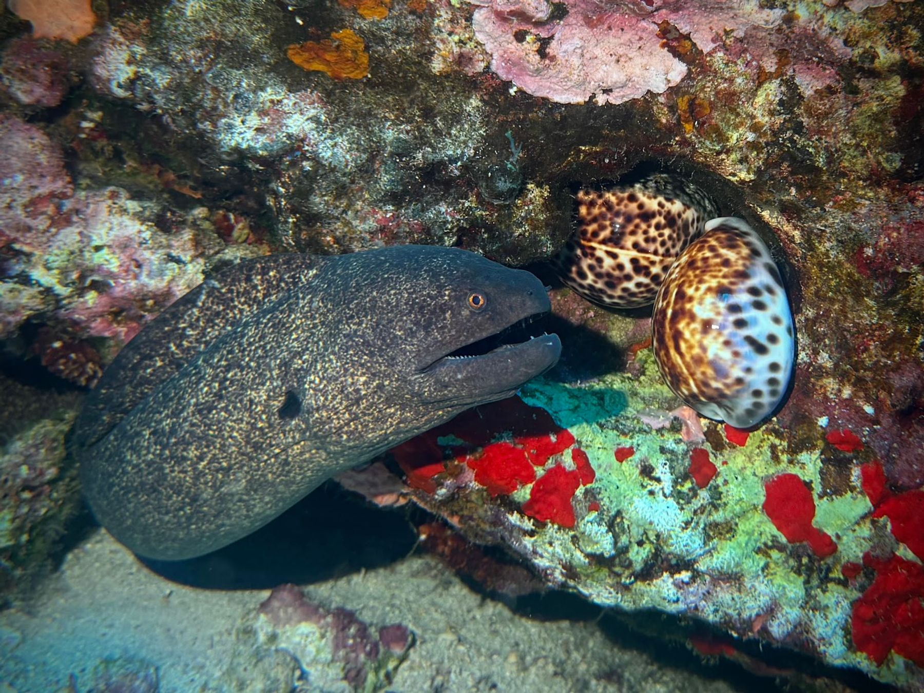 Photo 5 of Island Style Diving in Wailea, Maui