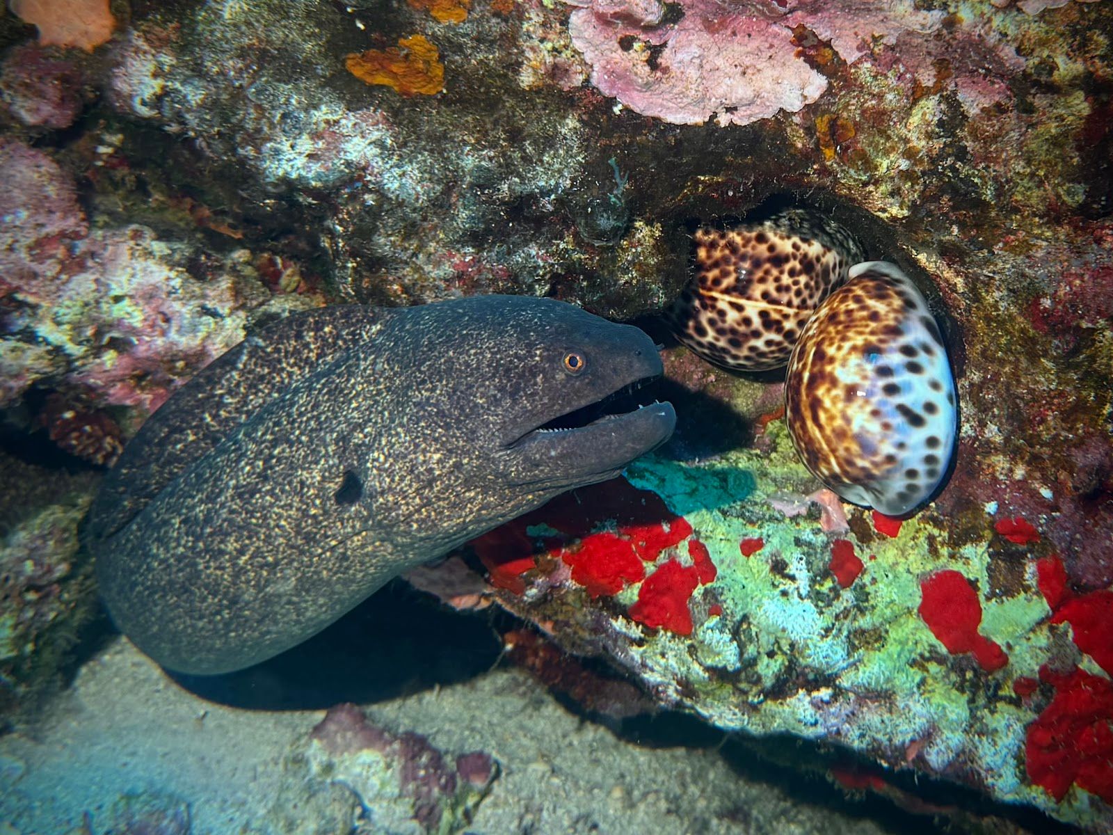 Photo 5 of Island Style Diving in Wailea, Maui