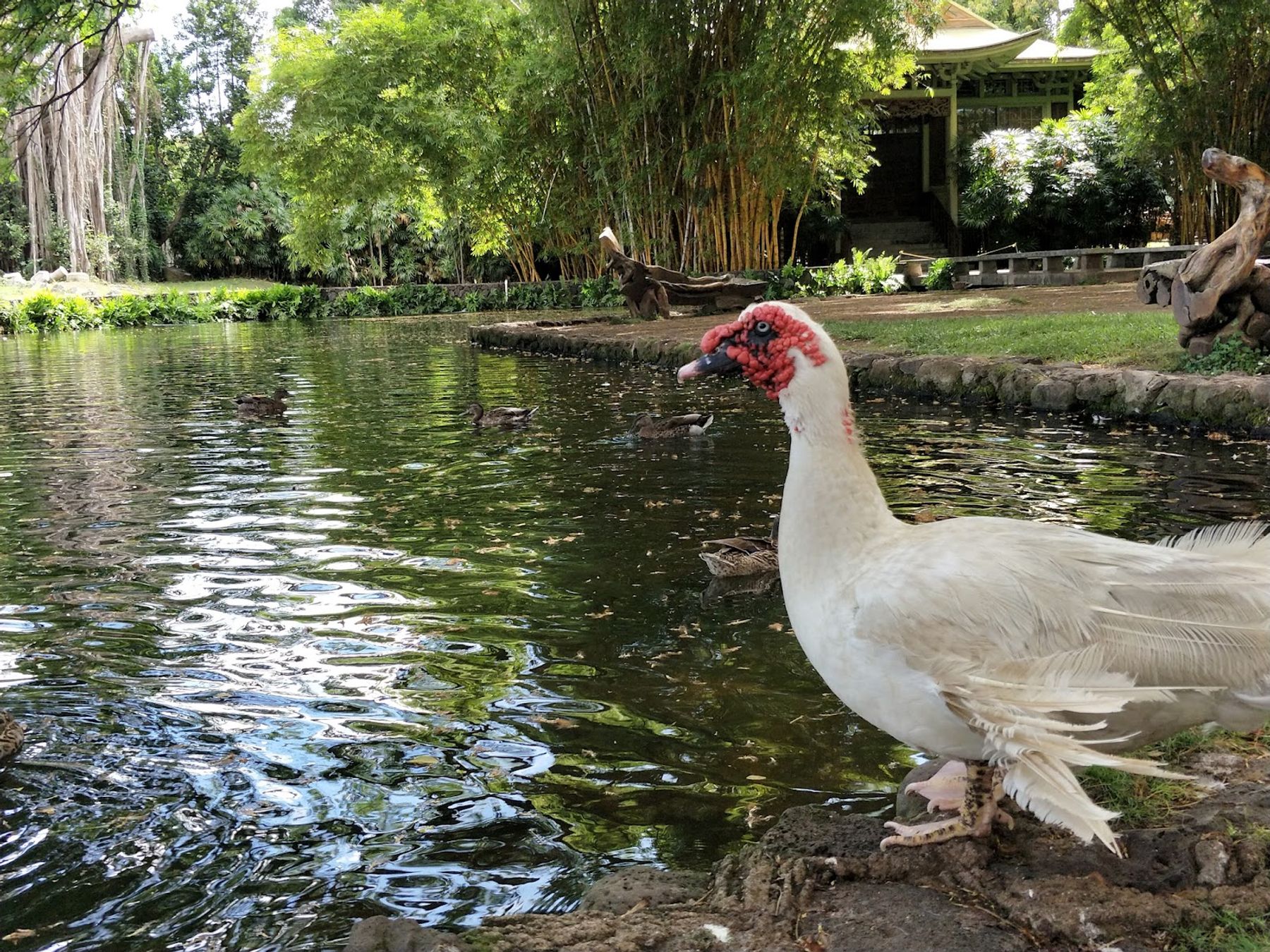 Photo 5 of Moanalua Gardens in Pearl Harbor & ʻAiea, Oahu