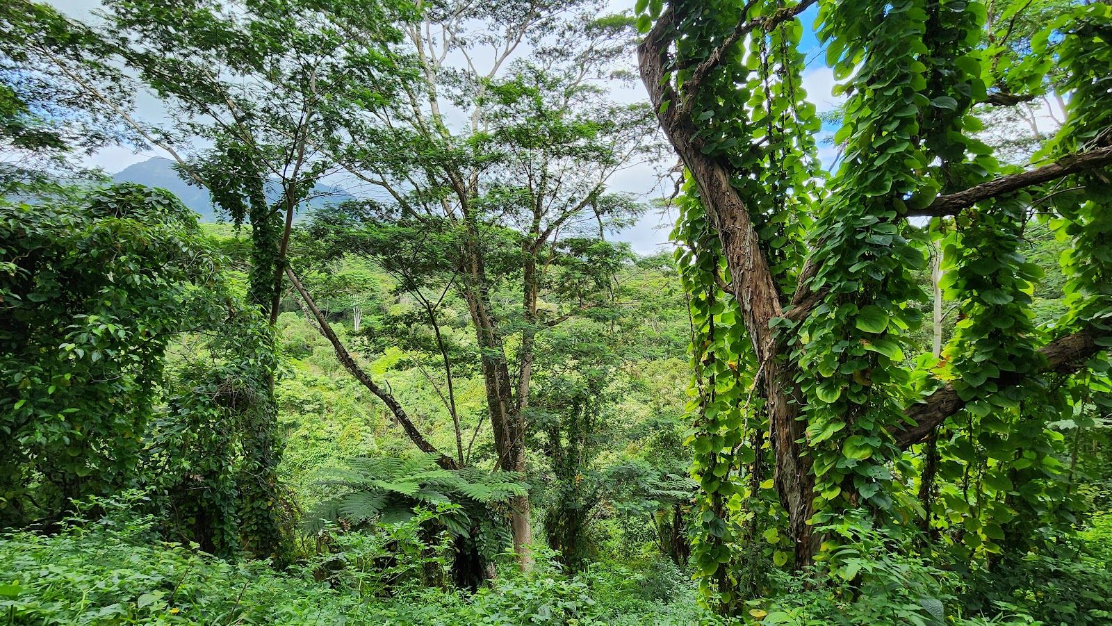 Kuilau Ridge Trailhead in Kapaʻa, Kaua‘i photo 4