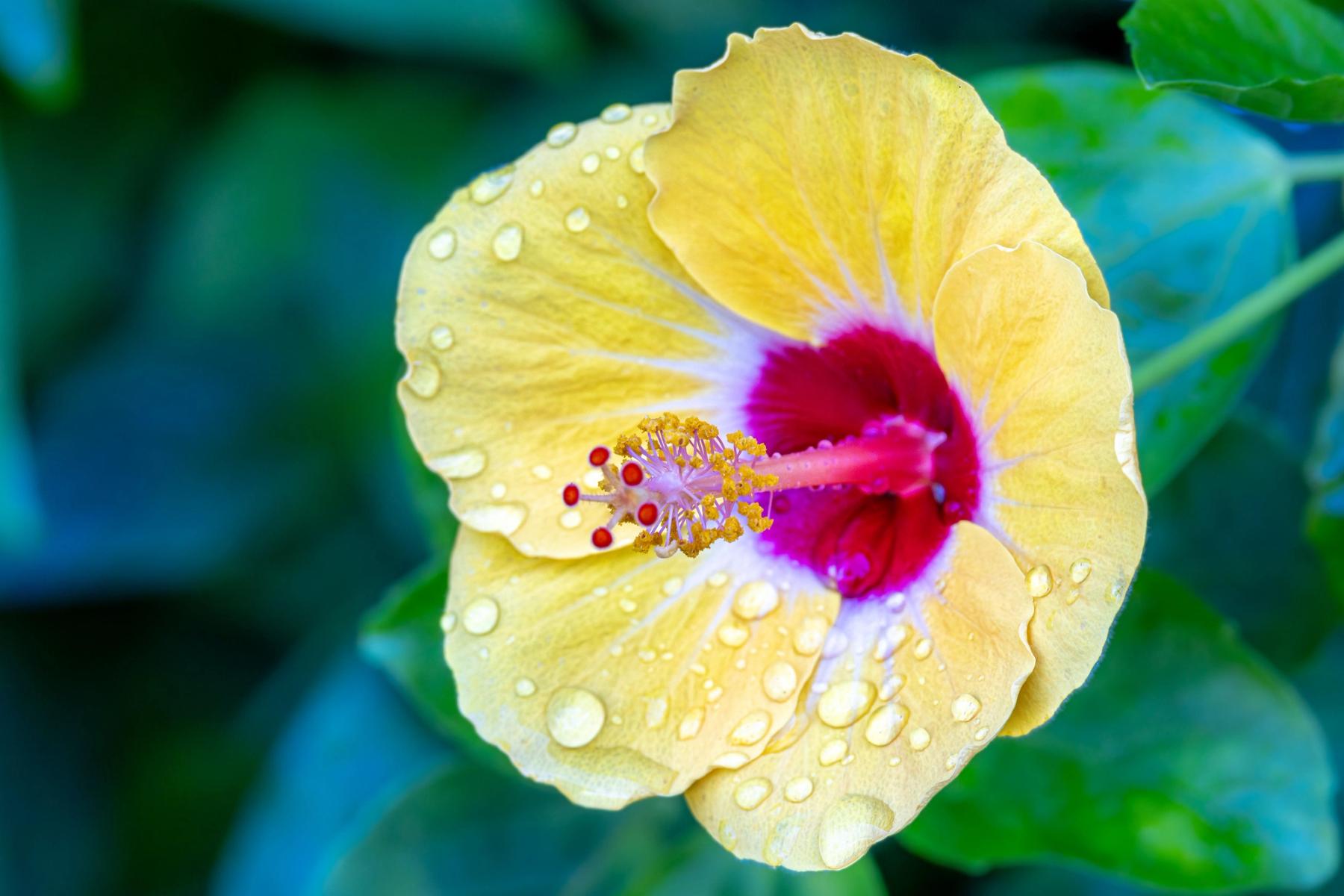 Yellow hibiscus close-up with raindrops on the petals and a deep red center against a soft green background