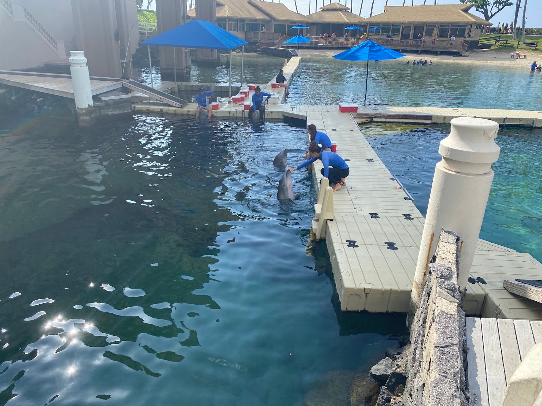 Photo 6 of Dolphin Quest Hawaii in Waikoloa, Big Island