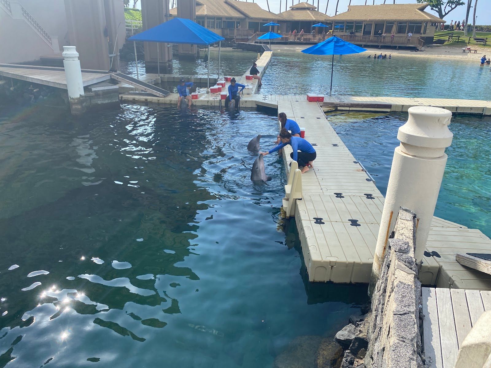 Photo 6 of Dolphin Quest Hawaii in Waikoloa, Big Island