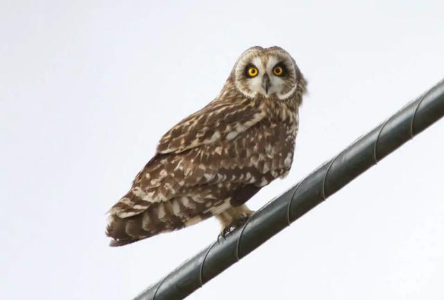 The Pueo (Hawaiian Owl)