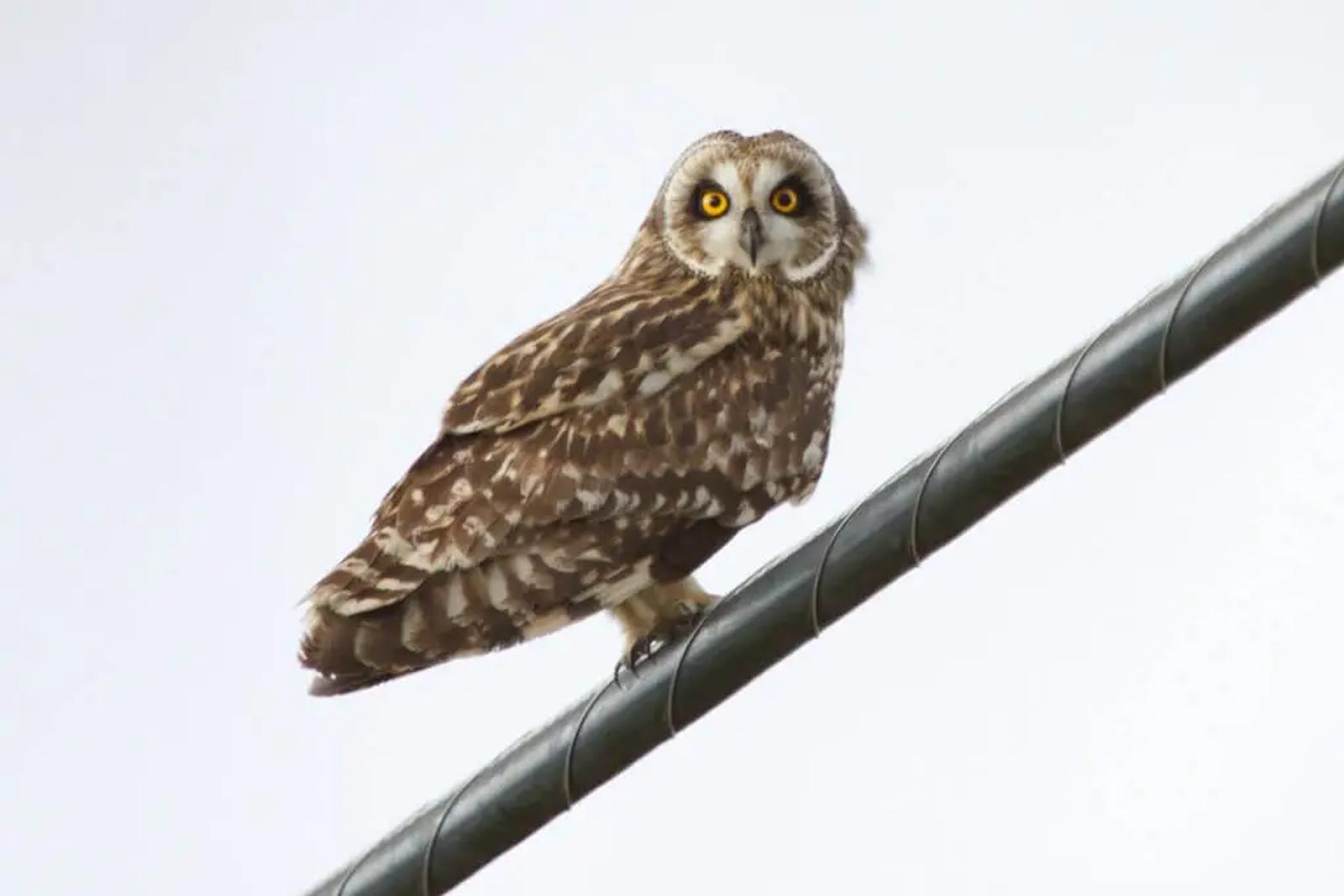 The Pueo (Hawaiian Owl): Legends, Sightings, and Cultural Significance