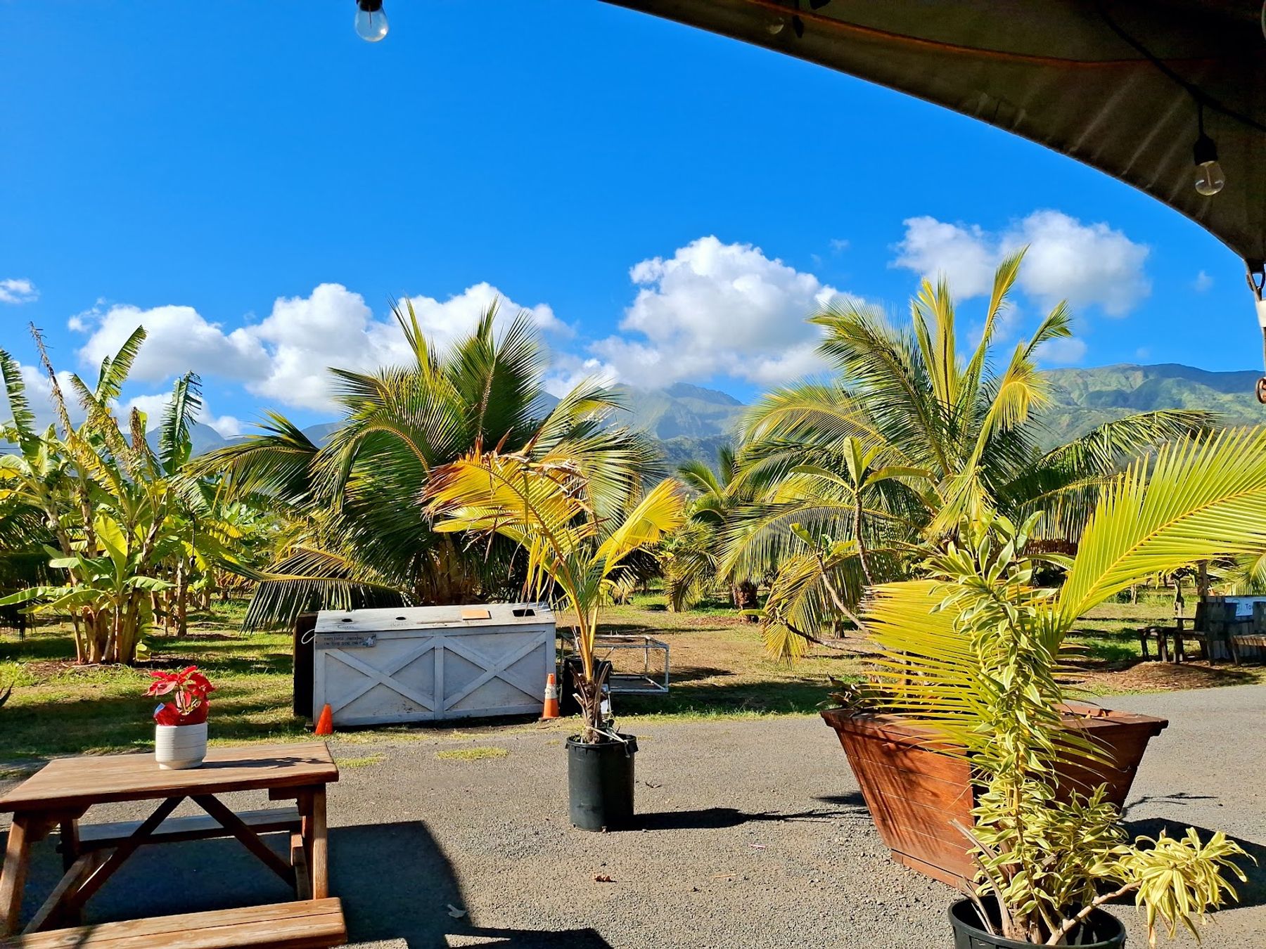 Photo 5 of Ula’Ula Cafe in Wailuku, Maui