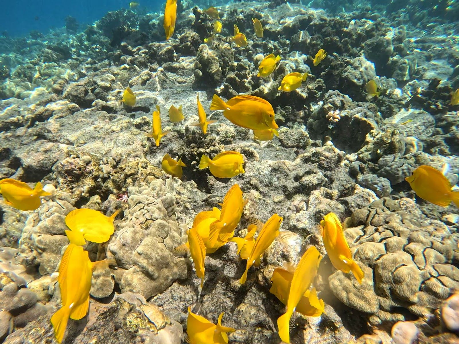 Photo 6 of Sea Quest Hawaii in Kailua-Kona, Big Island