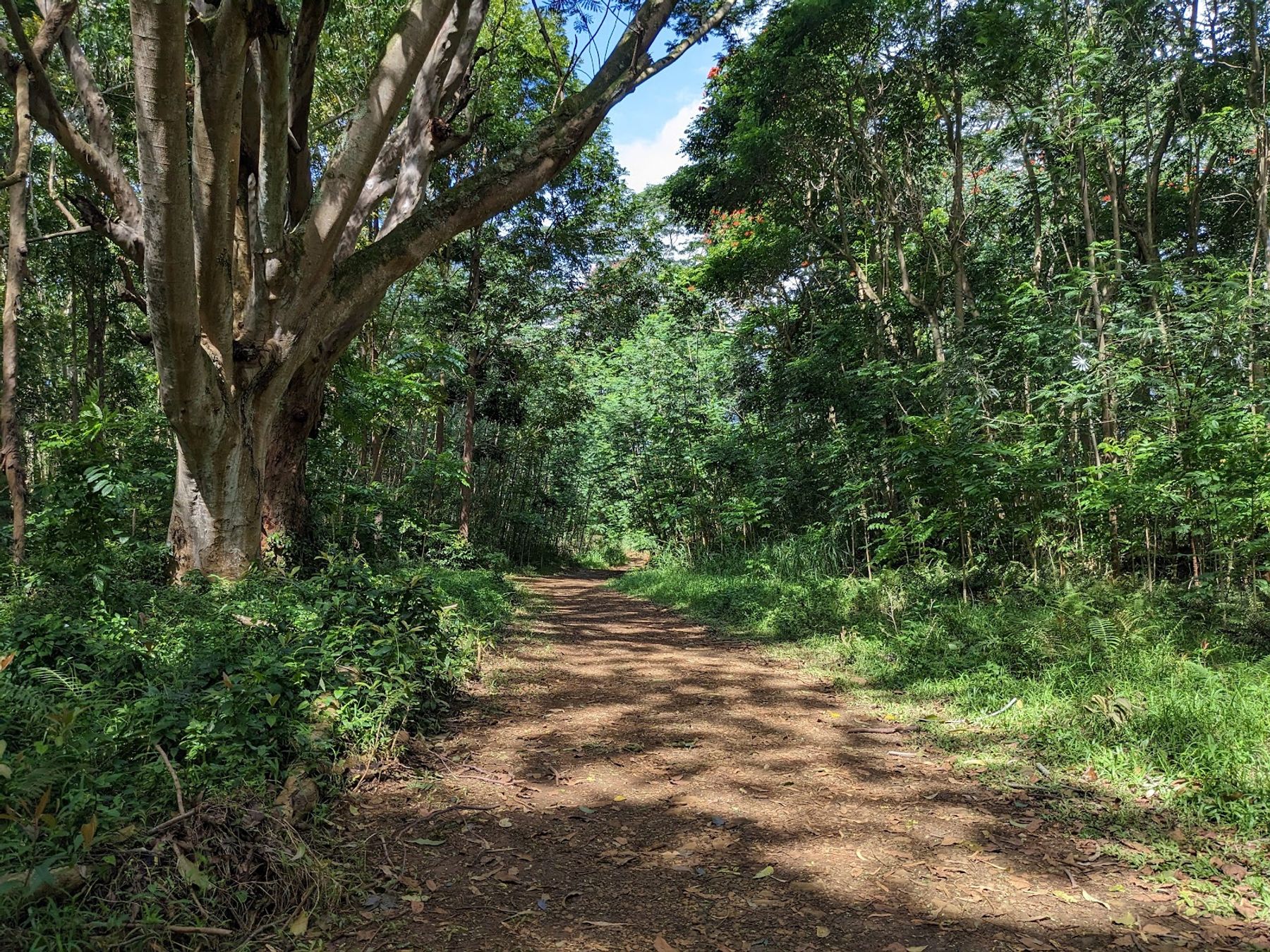 Wai Koa Loop Trail in Kīlauea, Kaua‘i photo 3