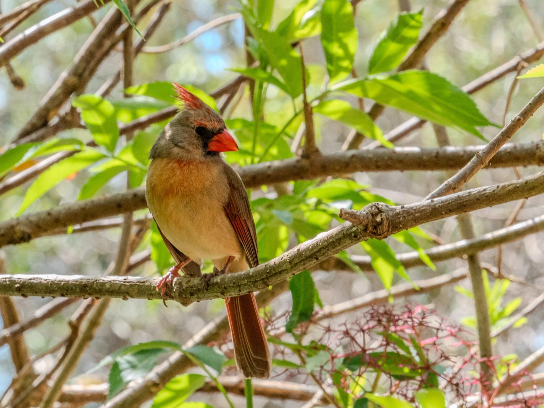 Female northern cardinal perched on a branch in dappled sunlight with green leaves and soft blurred forest background