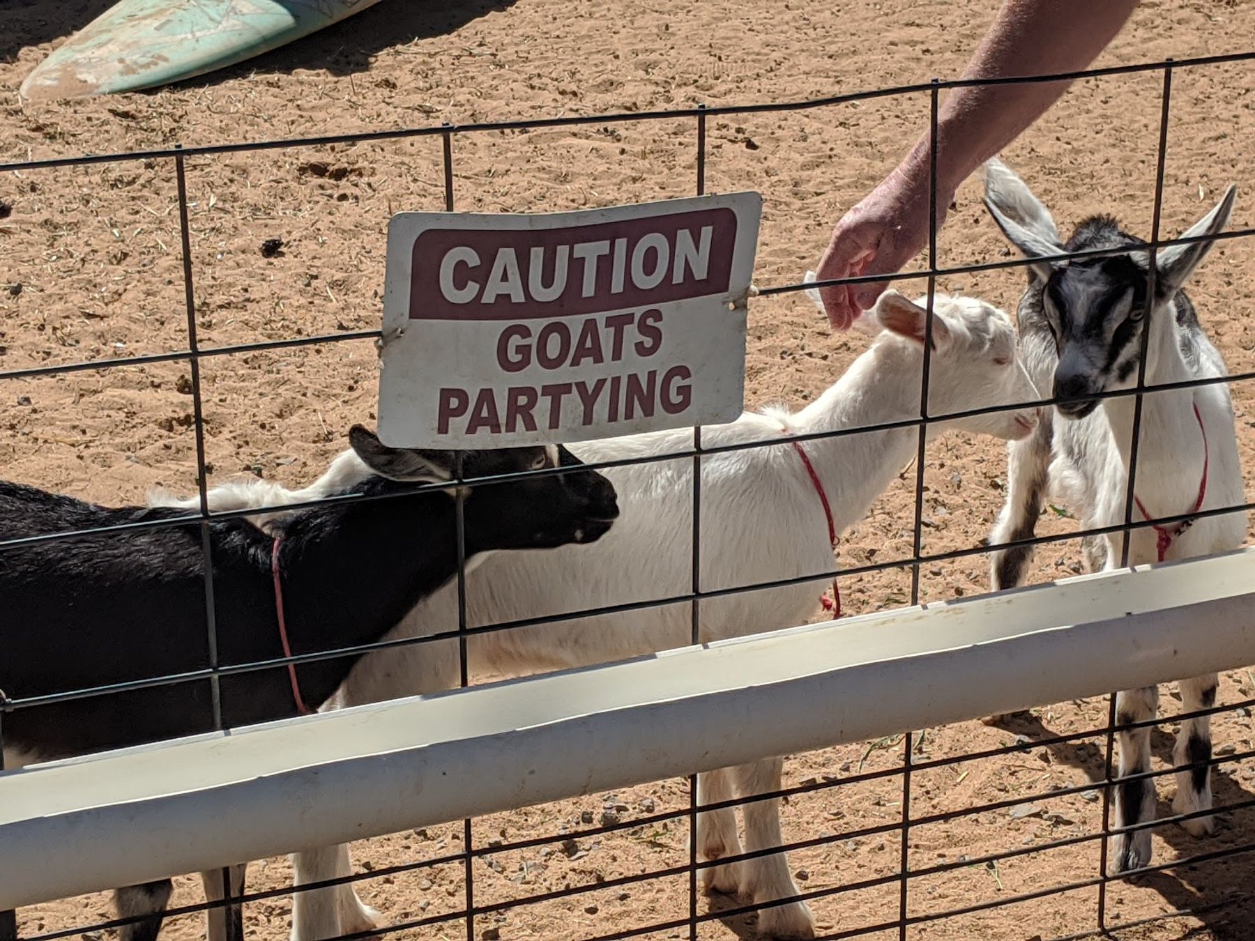 Photo 3 of Surfing Goat Dairy in Kula, Maui