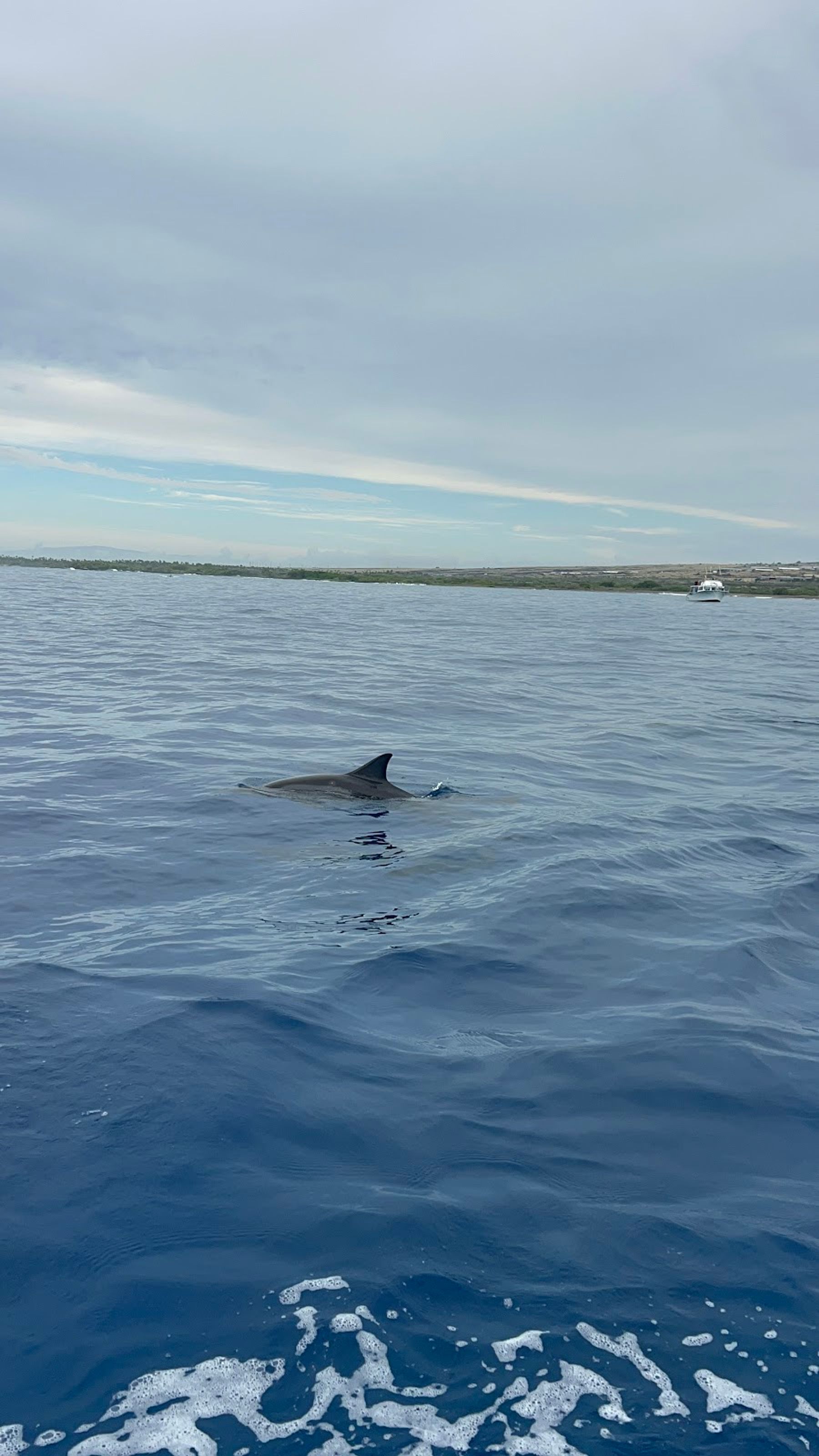 Photo 7 of Ocean Eco Tours in Kailua-Kona, Big Island