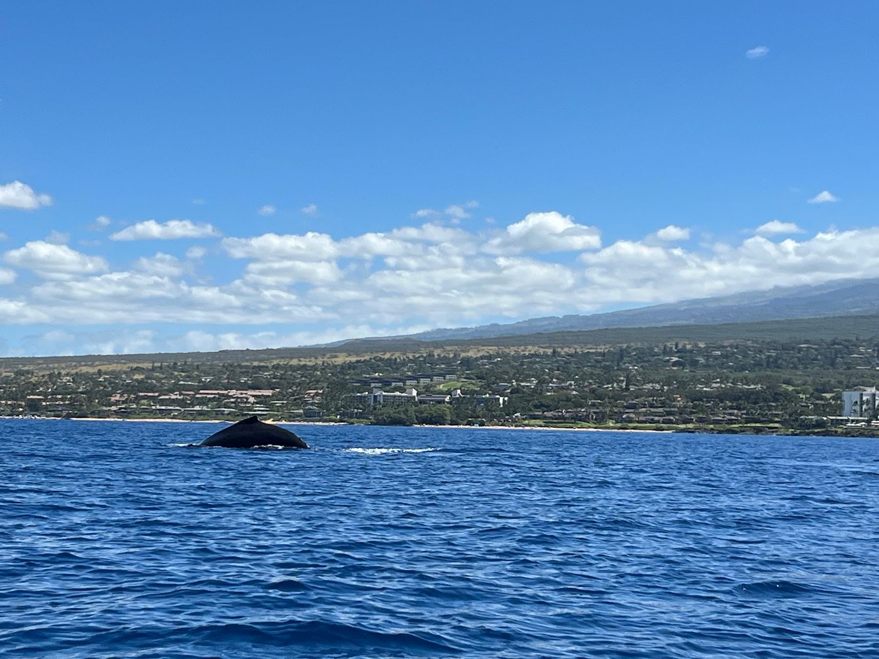 Photo 8 of Maui Snorkel Charters in Wailea, Maui