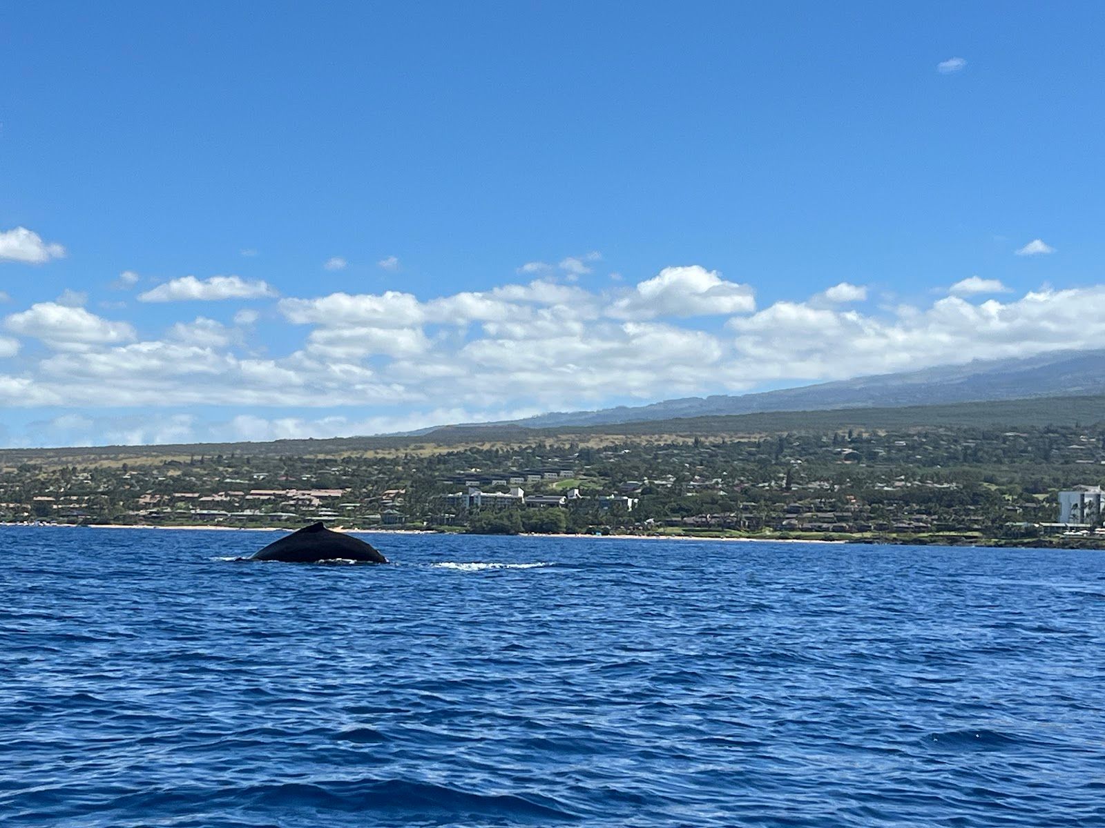 Photo 8 of Maui Snorkel Charters in Wailea, Maui