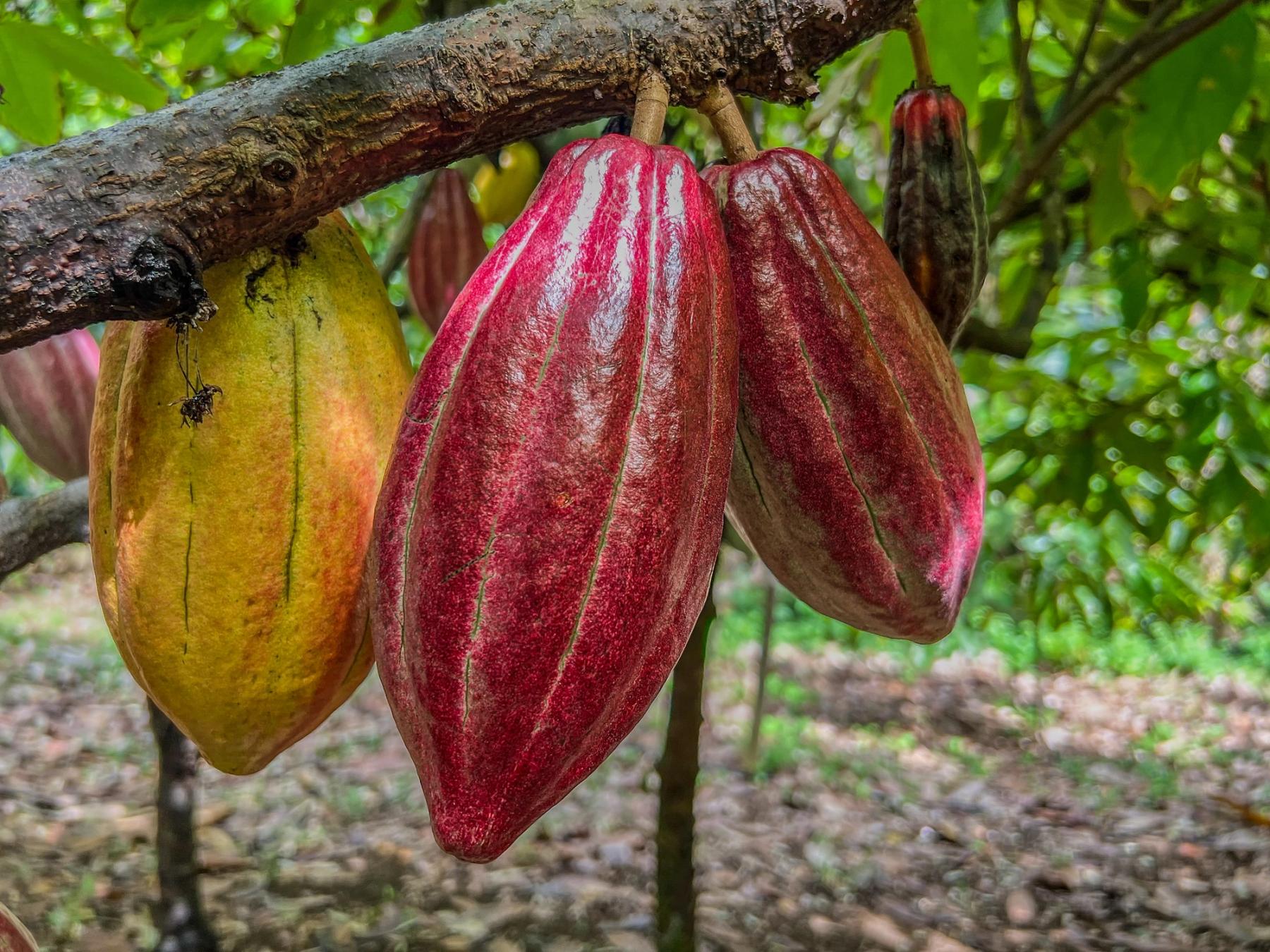Ripe red and yellow cacao pods hanging from a branch in a lush green orchard