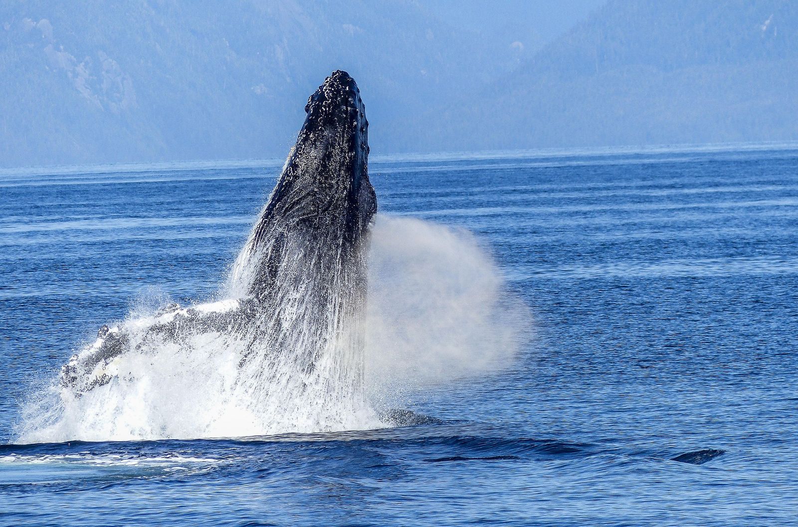 Kauai's Other Visitors: Humpback Whales