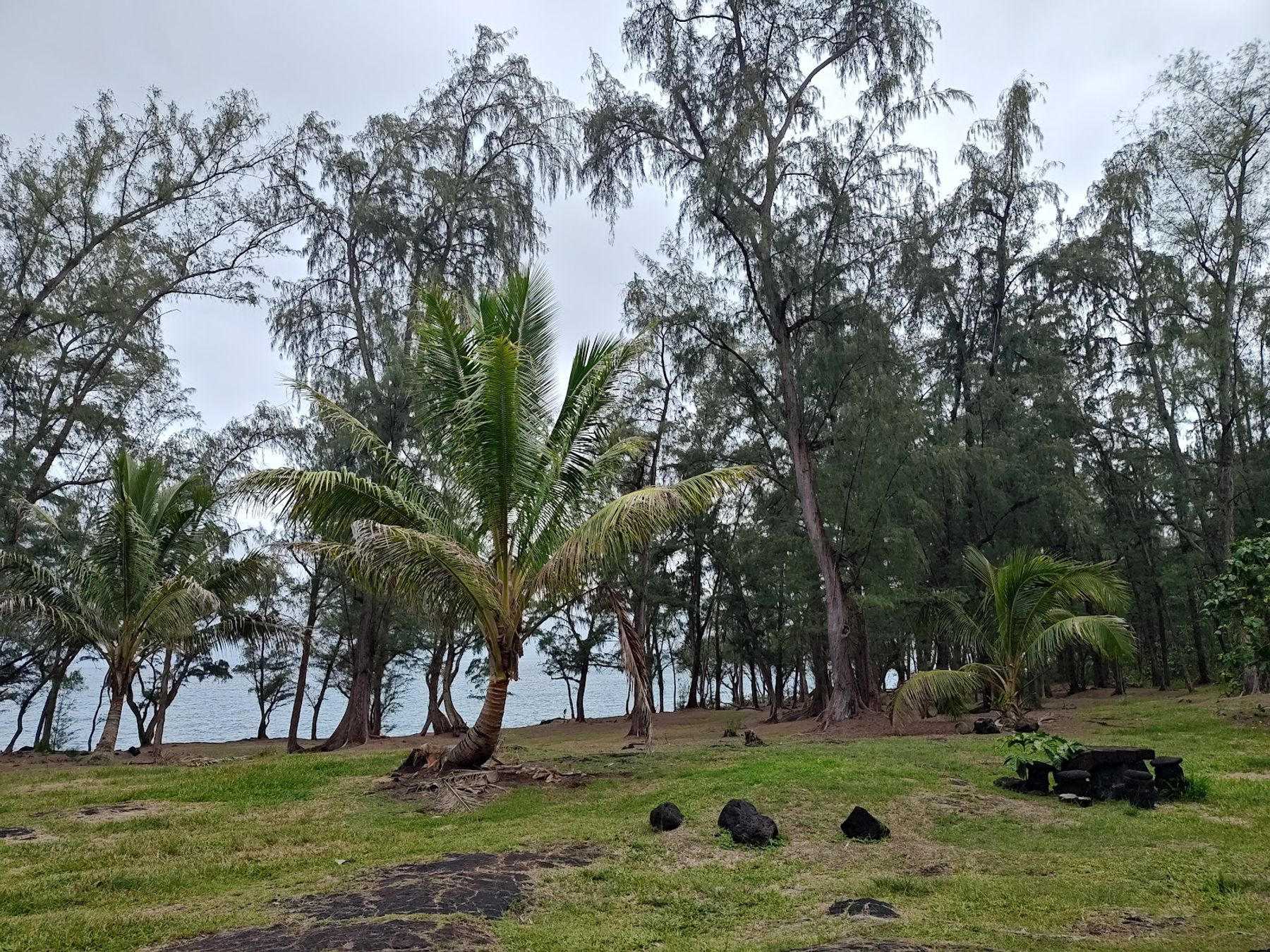Photo 9 of MacKenzie State Recreation Area in Kalapana, Big Island
