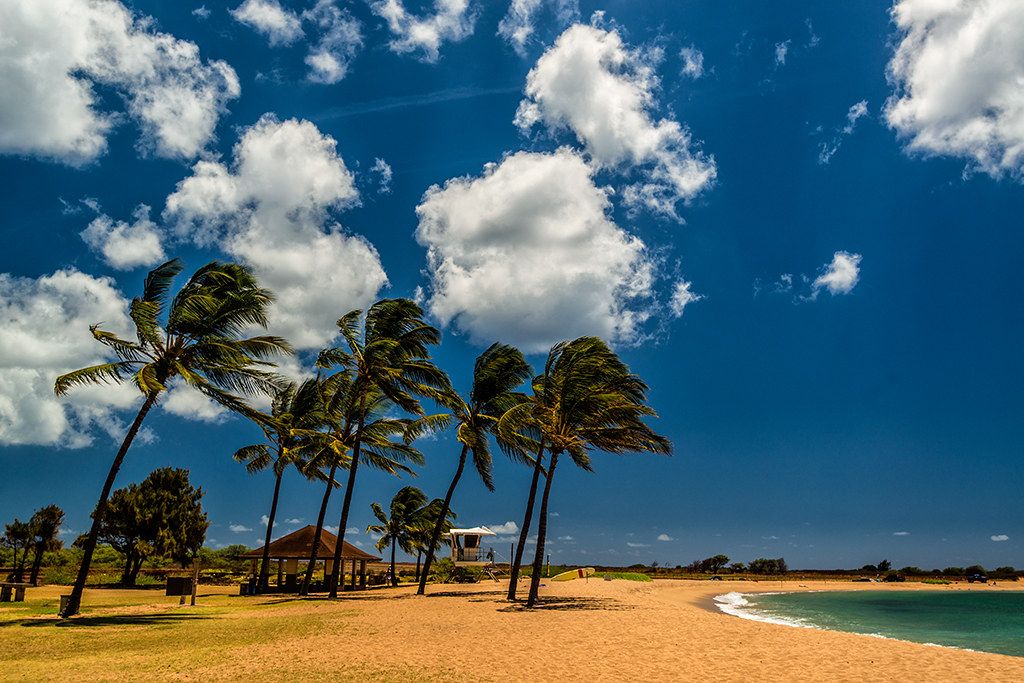 Wind-bent palm trees over a wide sandy beach with a small pavilion and a curving shoreline under bright blue sky and scattered white clouds.