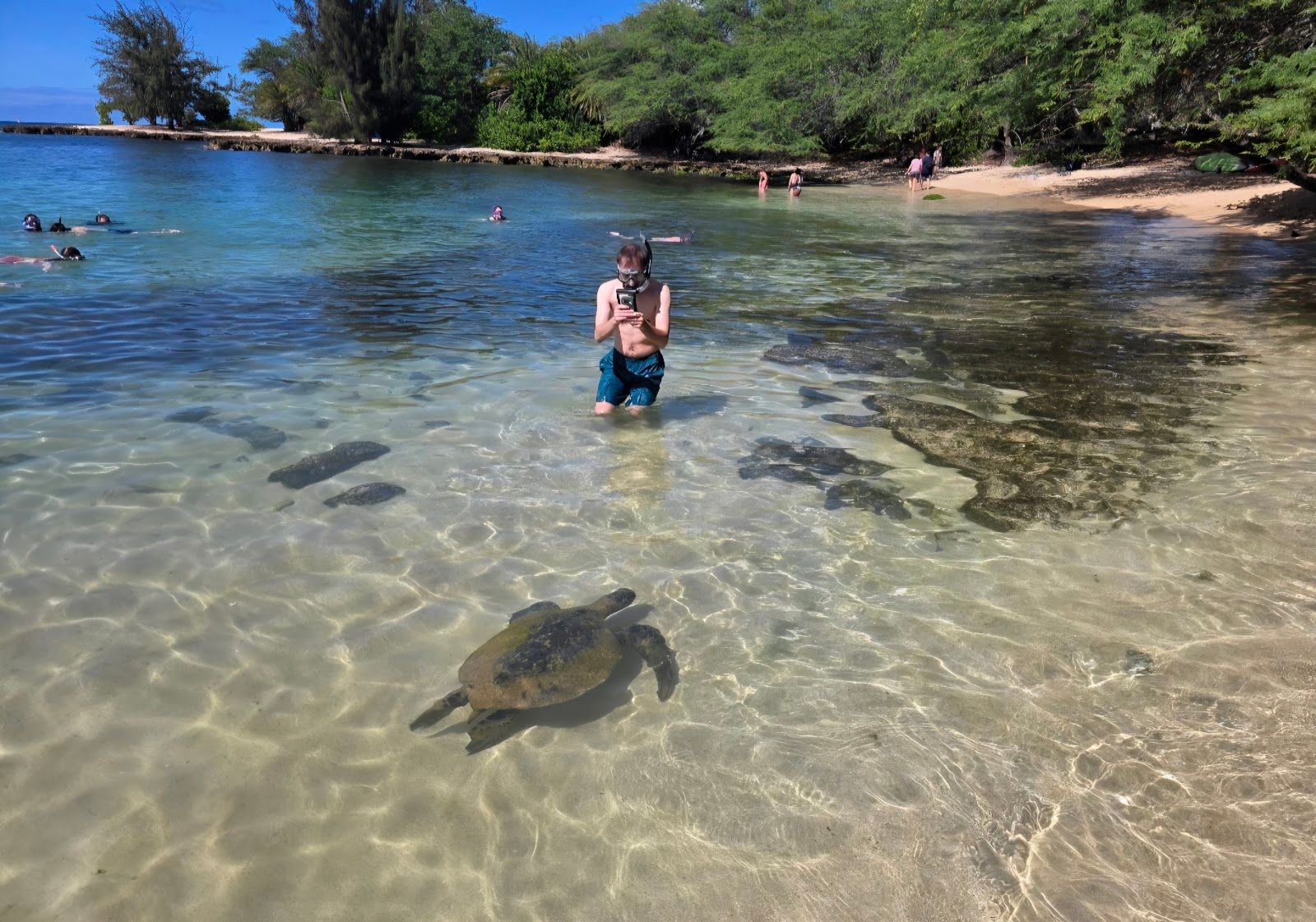 Photo 6 of Hawaii Turtle Tours in Ala Moana & Mōʻiliʻili, Oahu