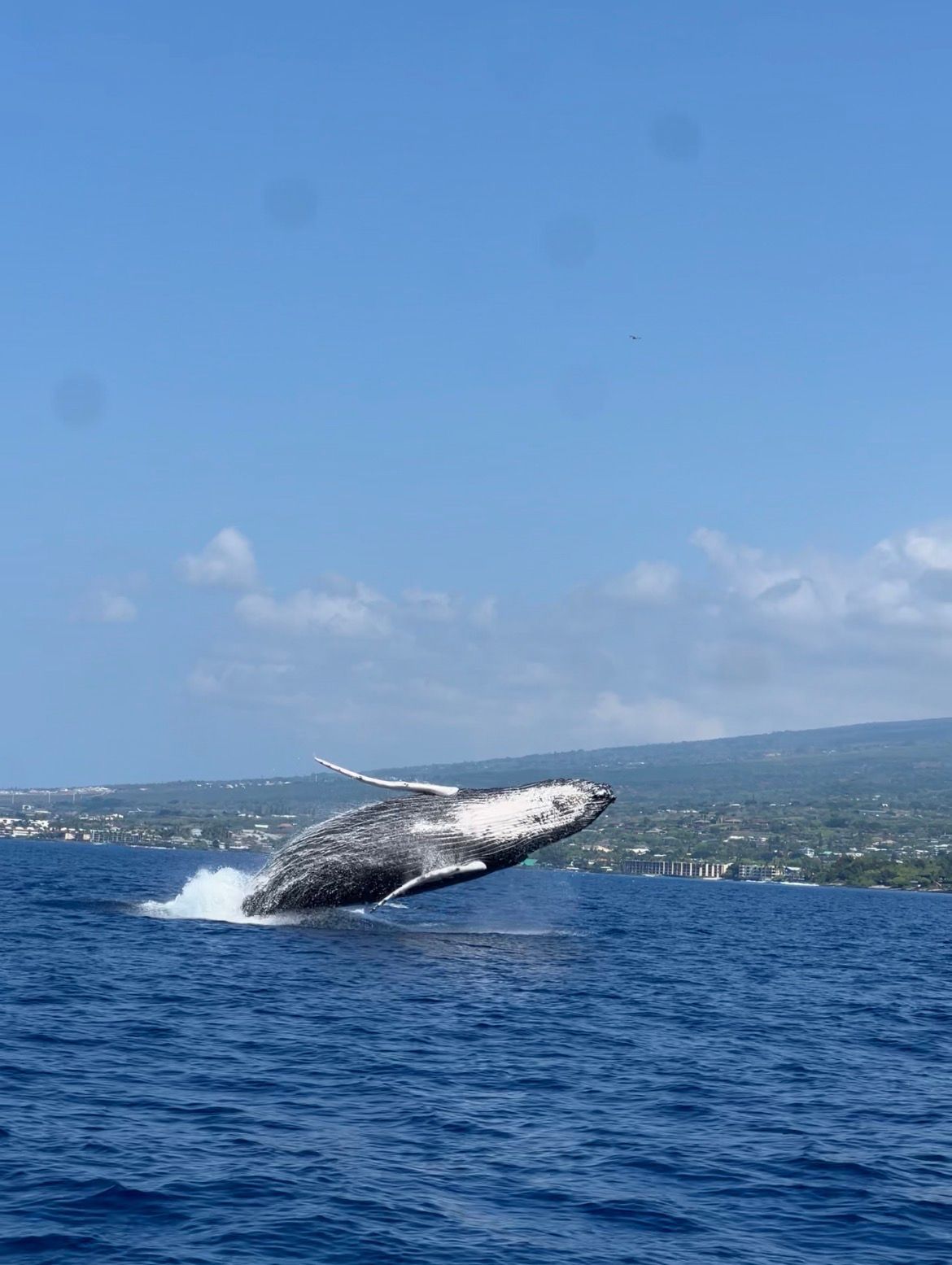 Photo 1 of Kaimana Ocean Safari in Kailua-Kona, Big Island