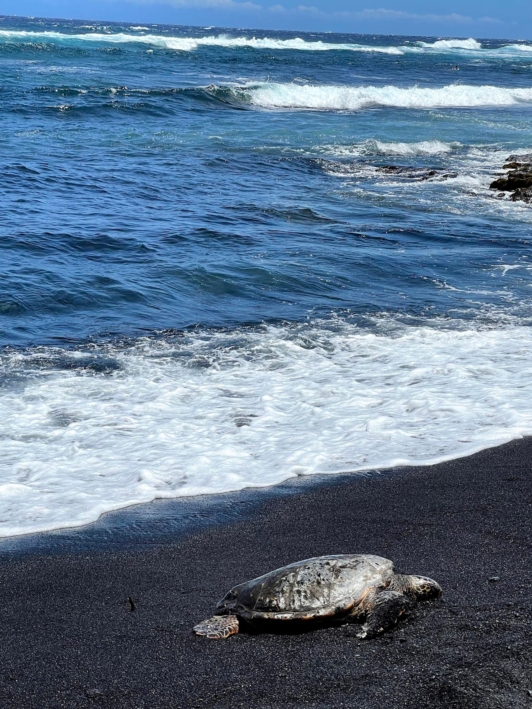 Photo 2 of Punaluʻu Beach in Pāhala, Big Island
