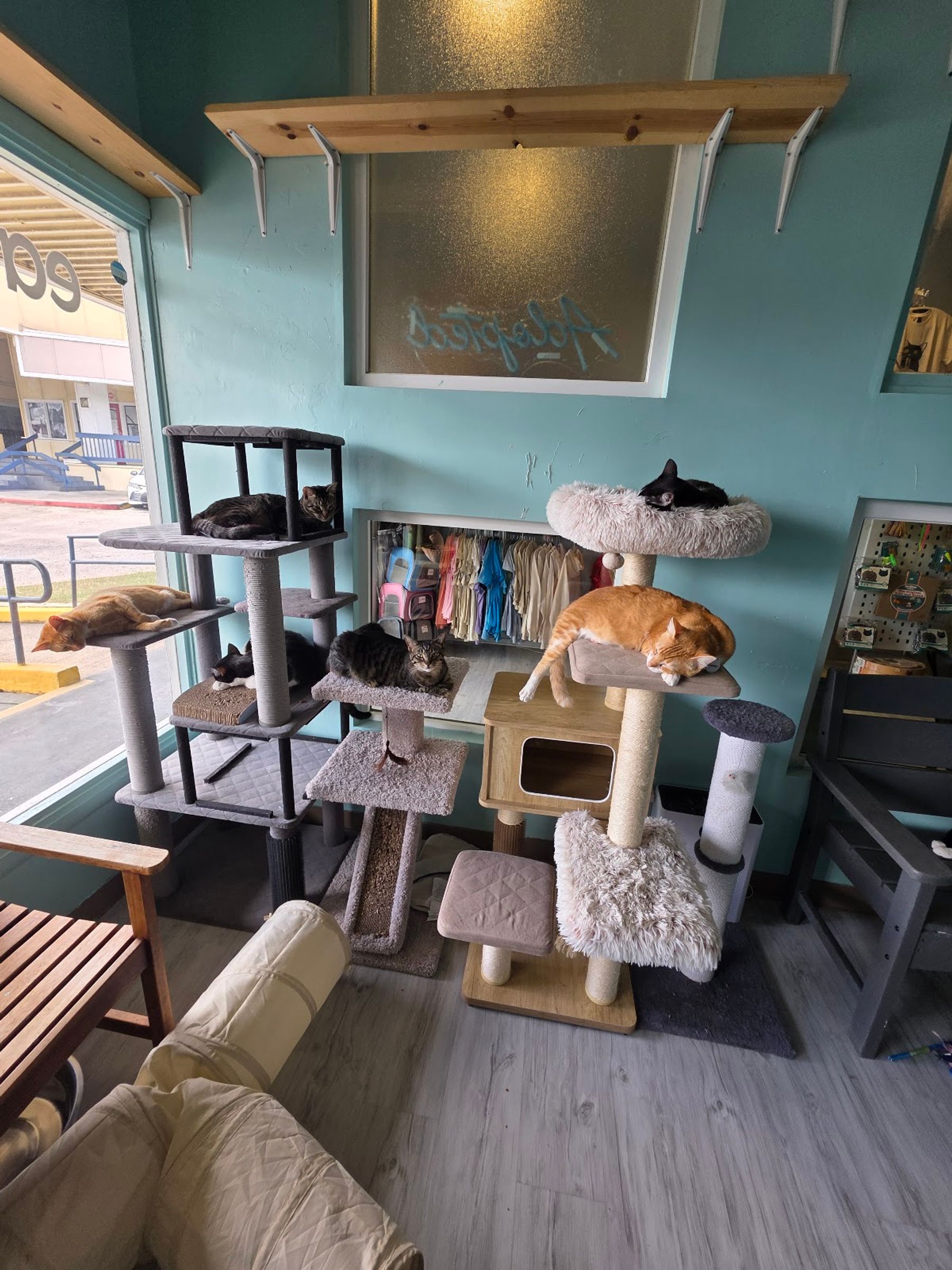 Photo 9 of Toe Beans & Dreams Adoption Cafe in Pearl Harbor & ʻAiea, Oahu