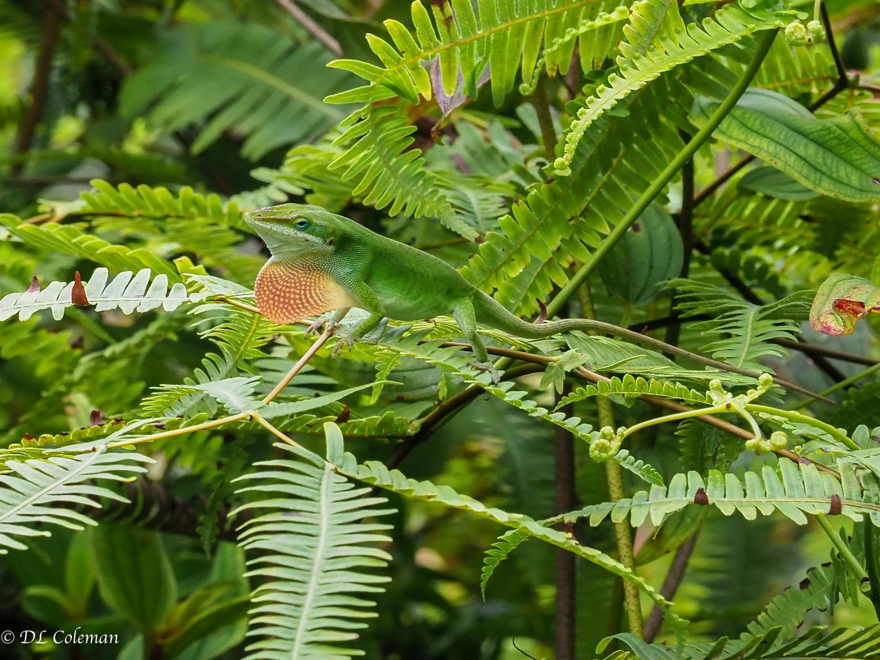 Green Carolina anole with orange dewlap extended, perched on fern fronds in dense tropical foliage