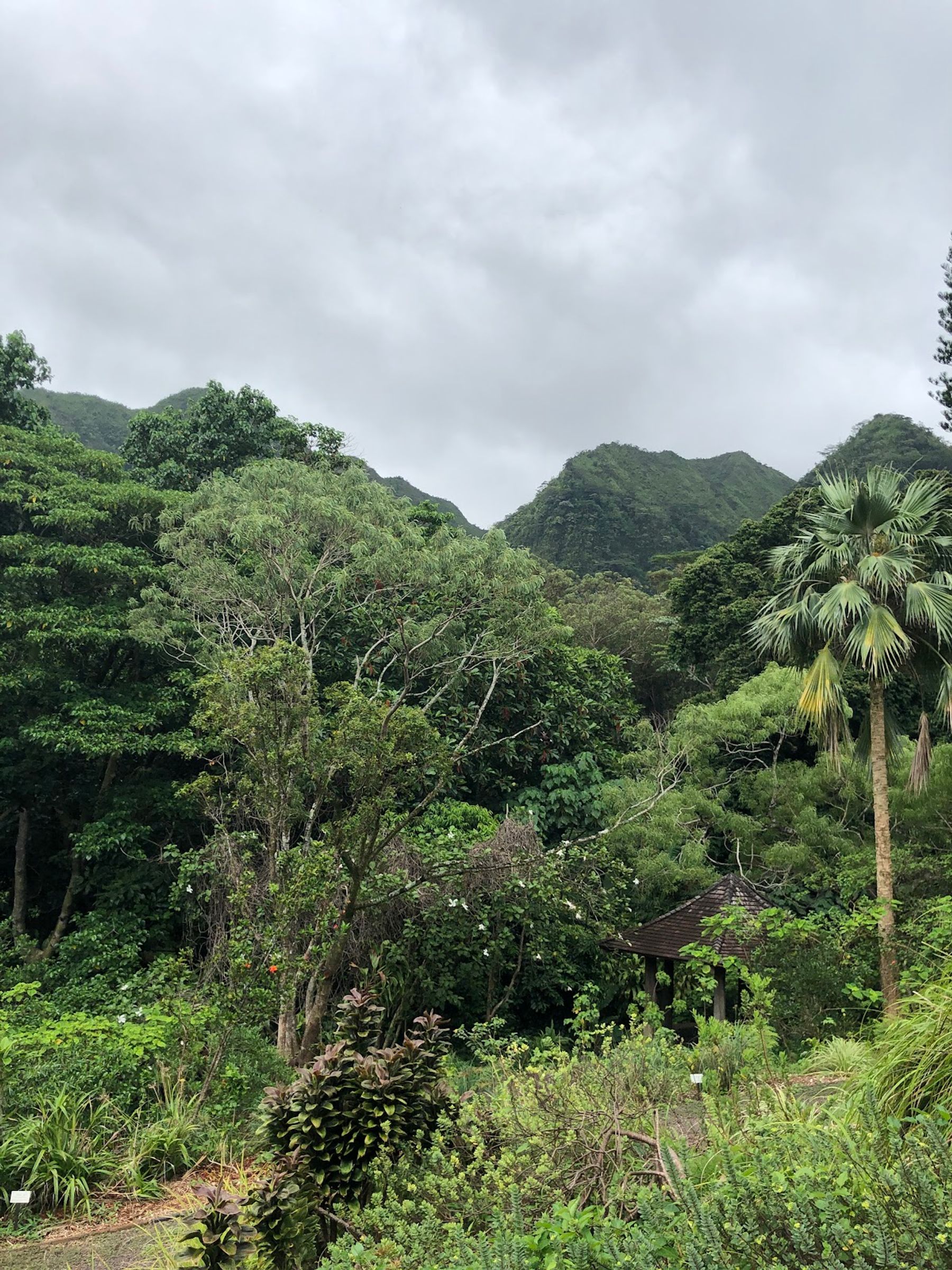 Photo 7 of Lyon Arboretum in Mānoa, Makiki & Nuʻuanu, Oahu