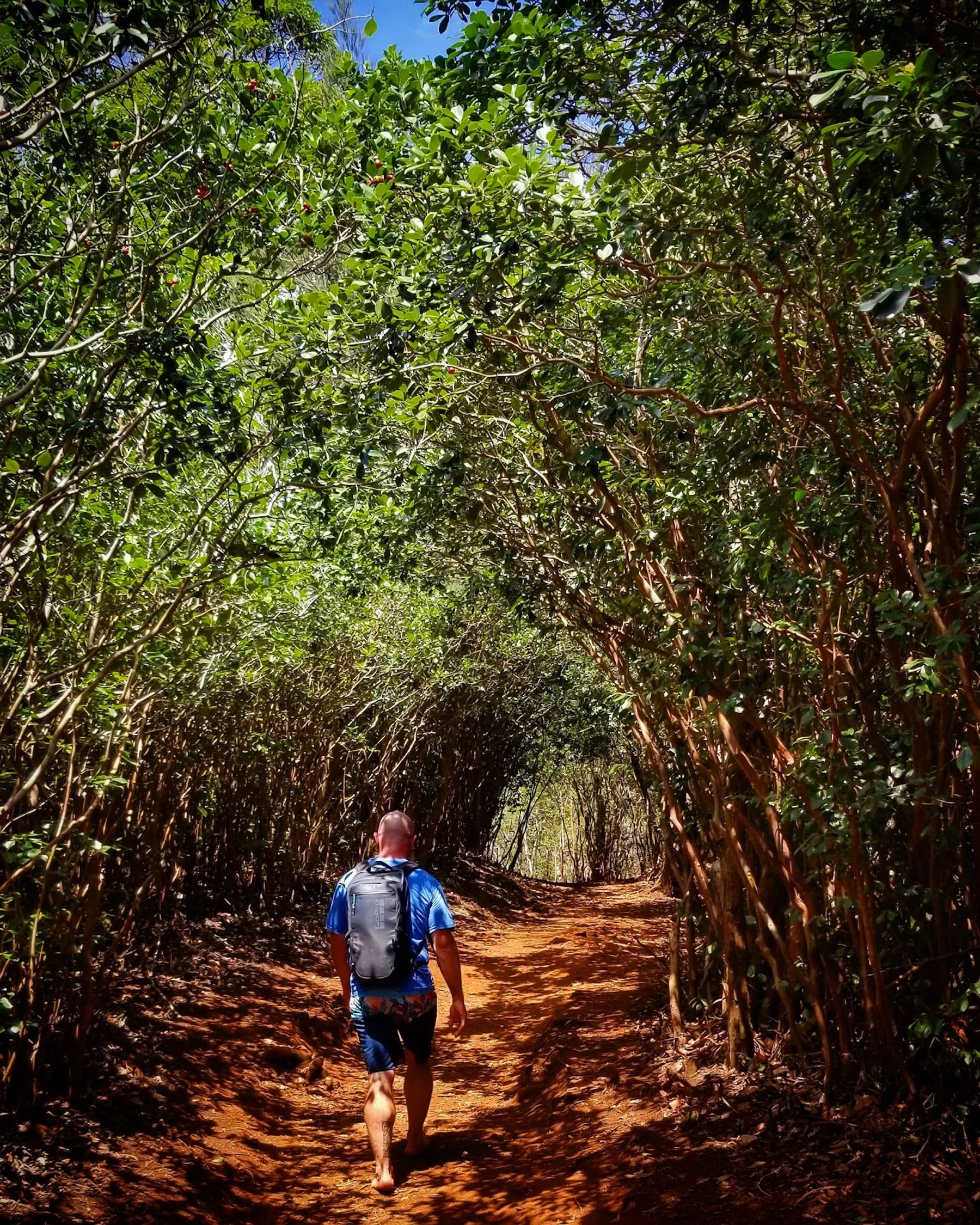 Photo 5 of ʻAiea Loop Trailhead in Pearl Harbor & ʻAiea, Oahu
