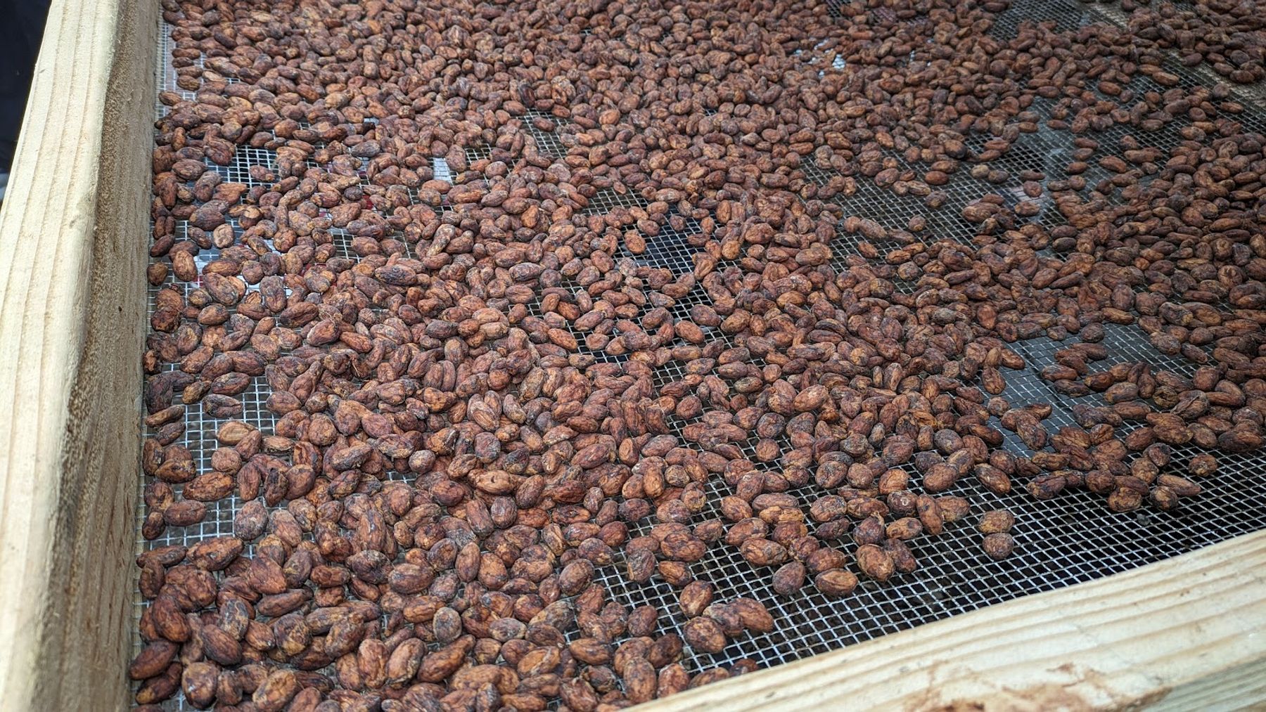 Photo 7 of Puna Chocolate Company Farm - Kona Cocoa & Coffee Orchard Tours (by reservation only) in South Kona, Big Island
